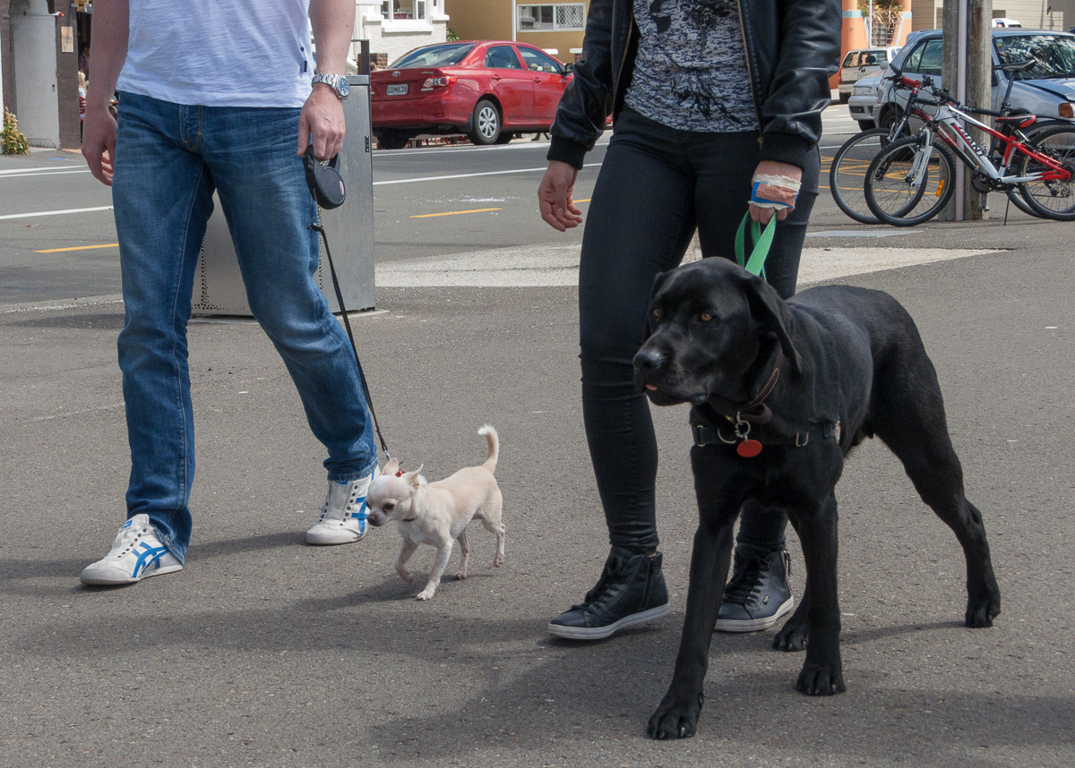 white dog and shoes, black dog and shoes, Oriental Parade, Wellington