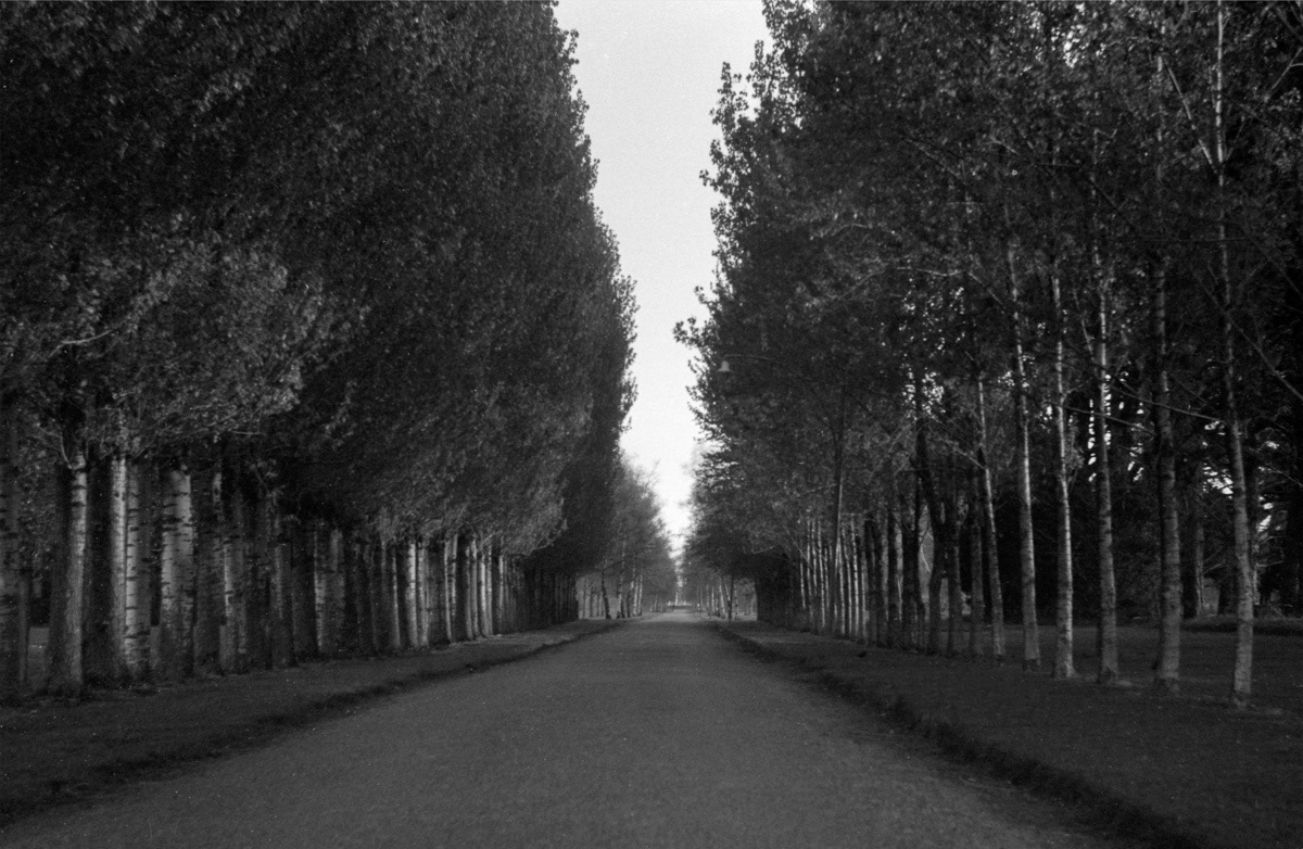 Avenue of trees in the gardens, Invercargill, Southland