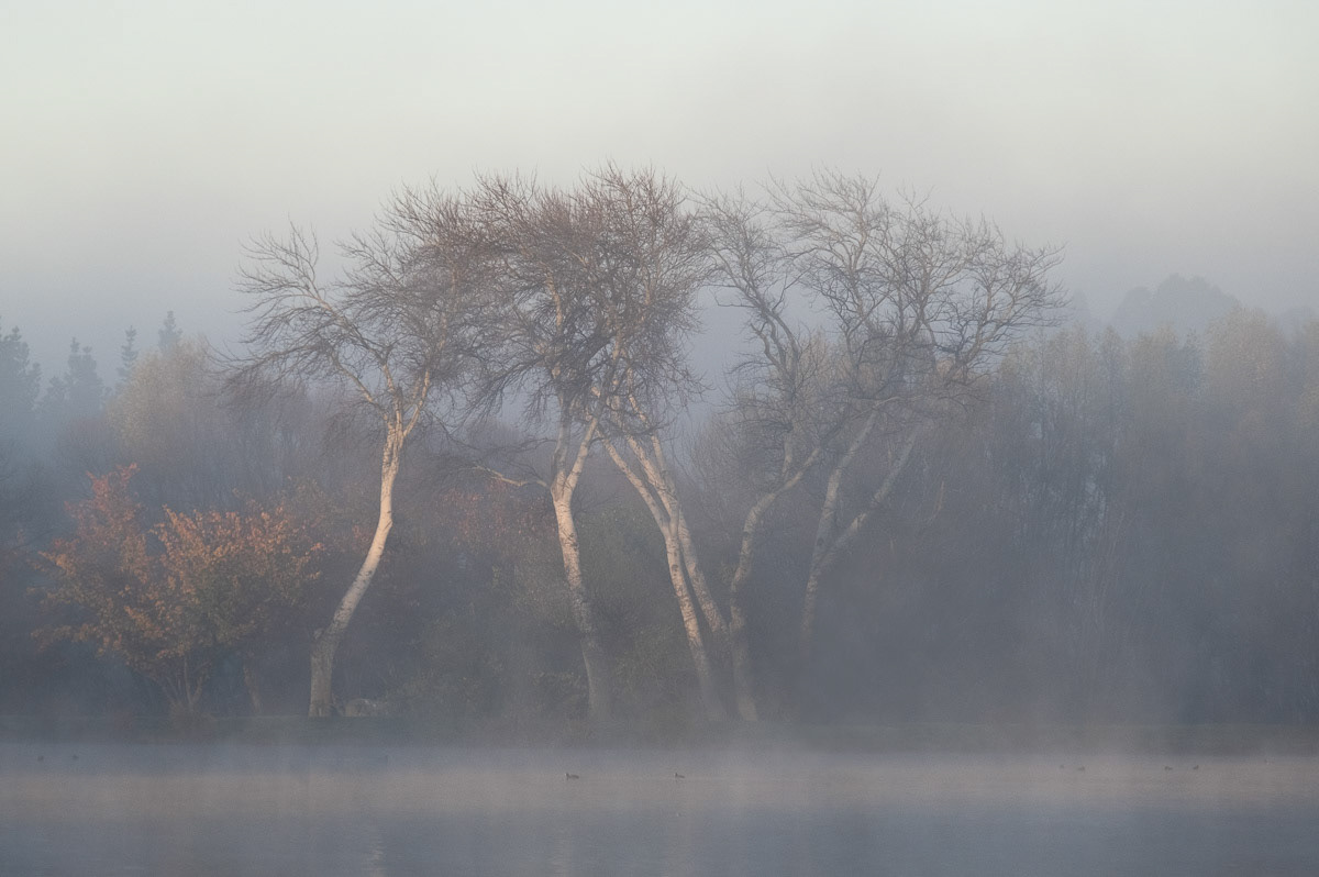 Trees in the early morning mist at Henley Lake Park, Masterton, 2021