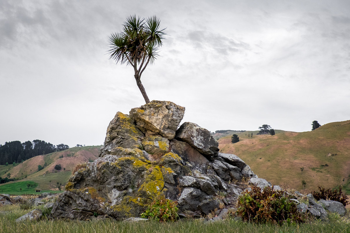 Cabbage tree on rocks, Glenburn Station, Wairarapa Coast, 2015