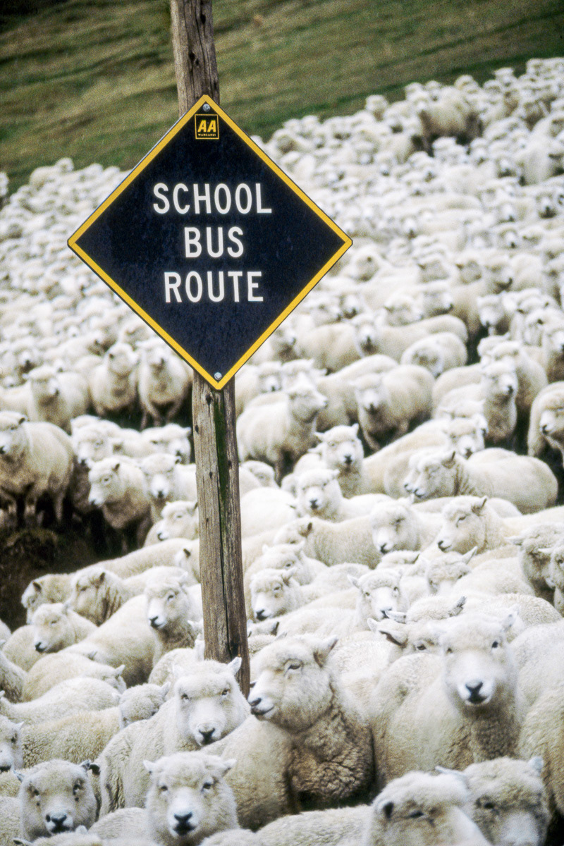 School Bus Route