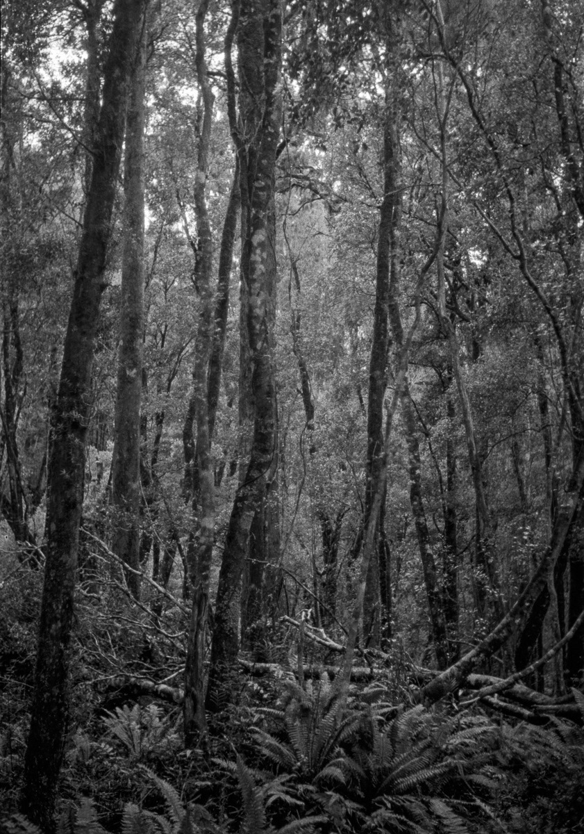 Beech forest in the Grey Valley, West Coast