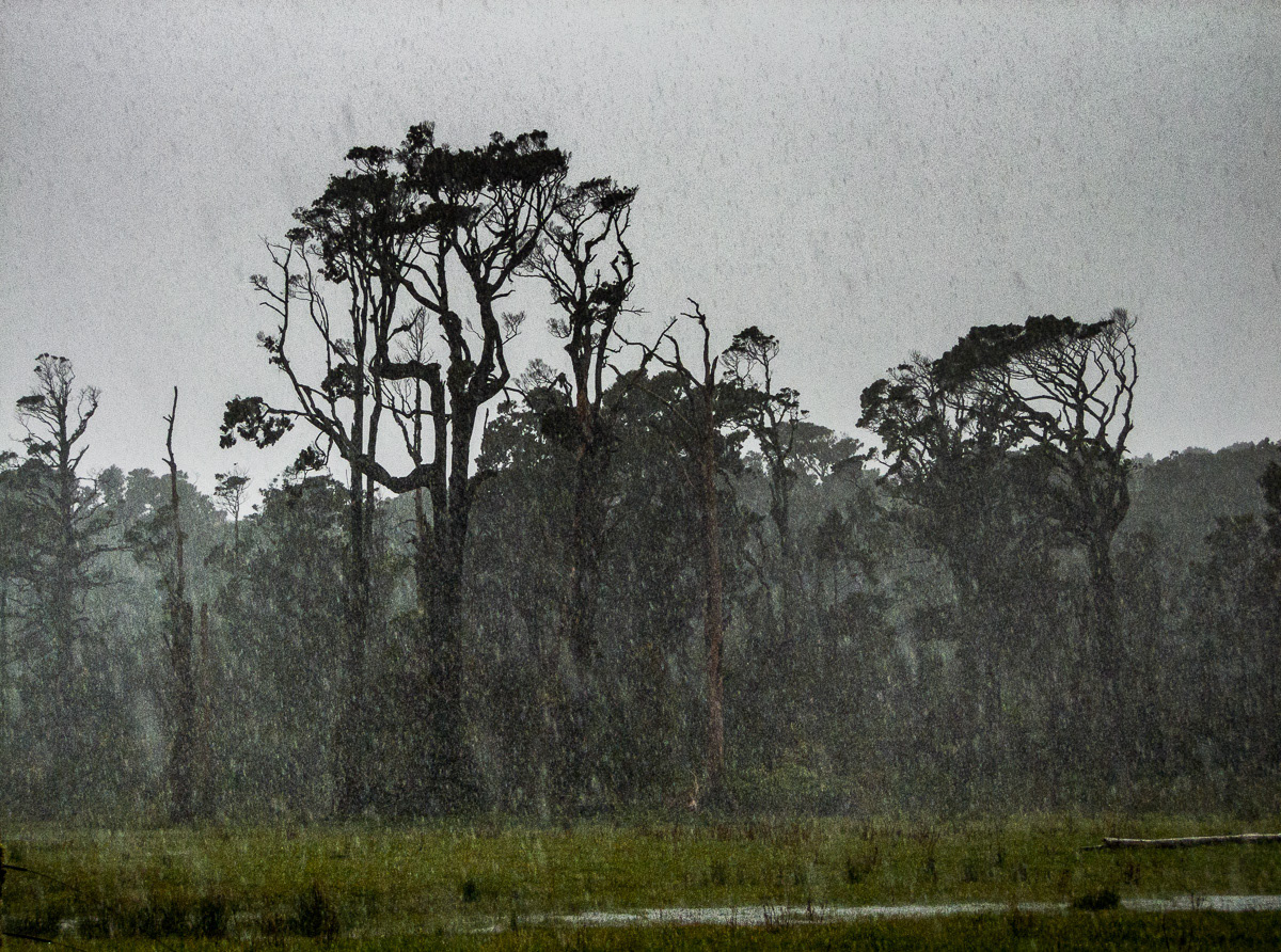 Heavy rain in rainforest near Jackson Bay, South Westland