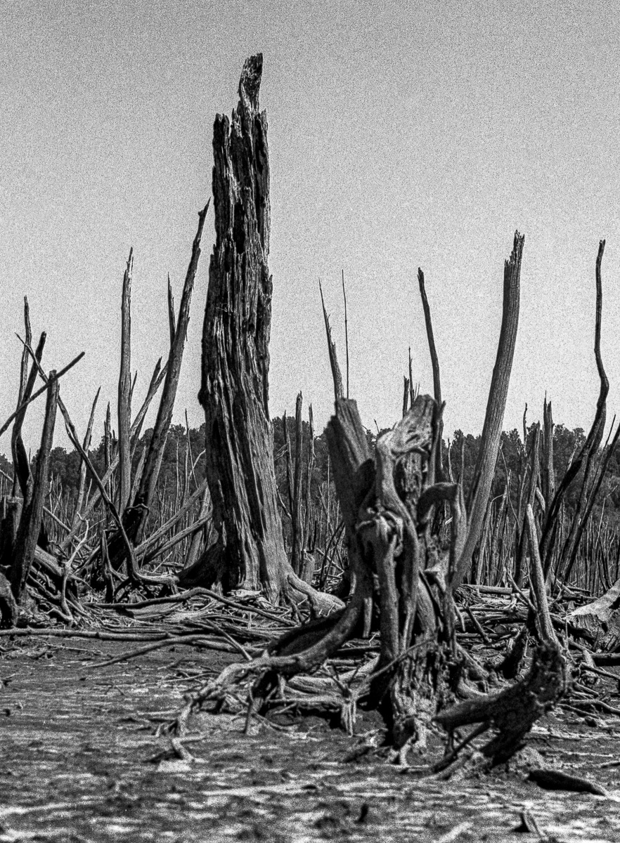 Dead trees in reservoir at Dillmanstown, West Coast