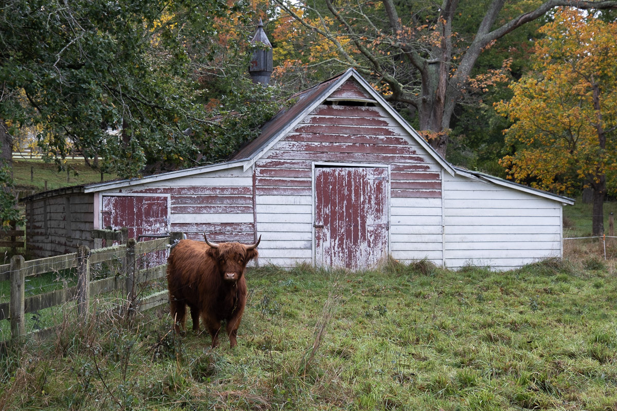 Cattle beast and barn beside Te Whiti Road, 2021