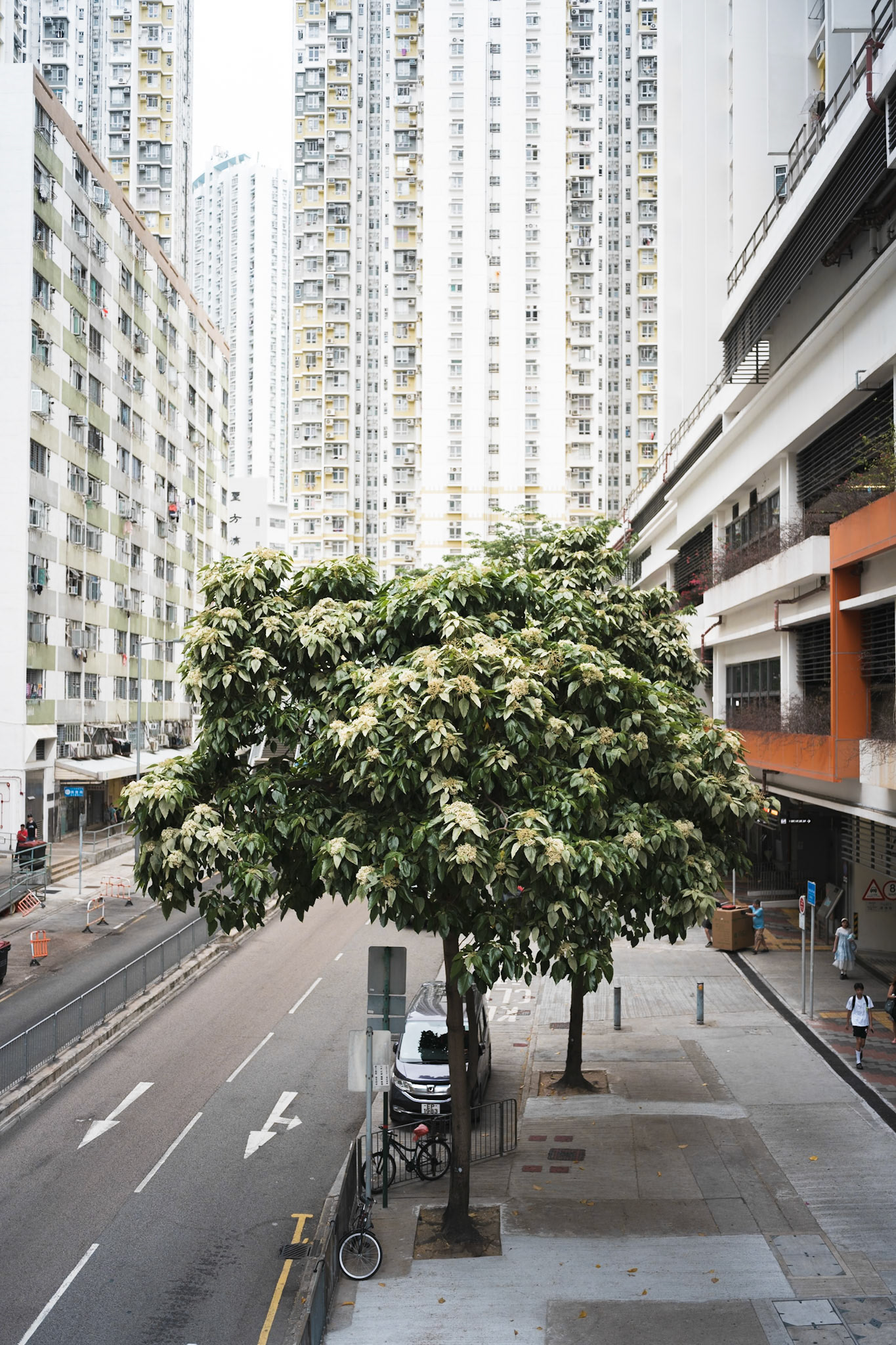 Tree, Hong Kong - Leica SL2-S