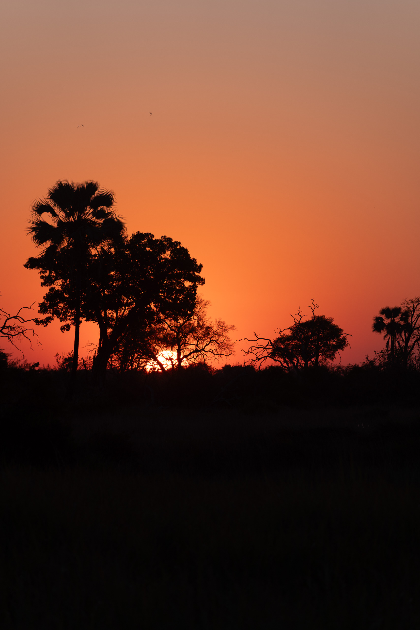 Sunset over Okavango Delta, Botswana - Leica SL2-S + Vario-Elmar 100-400mm