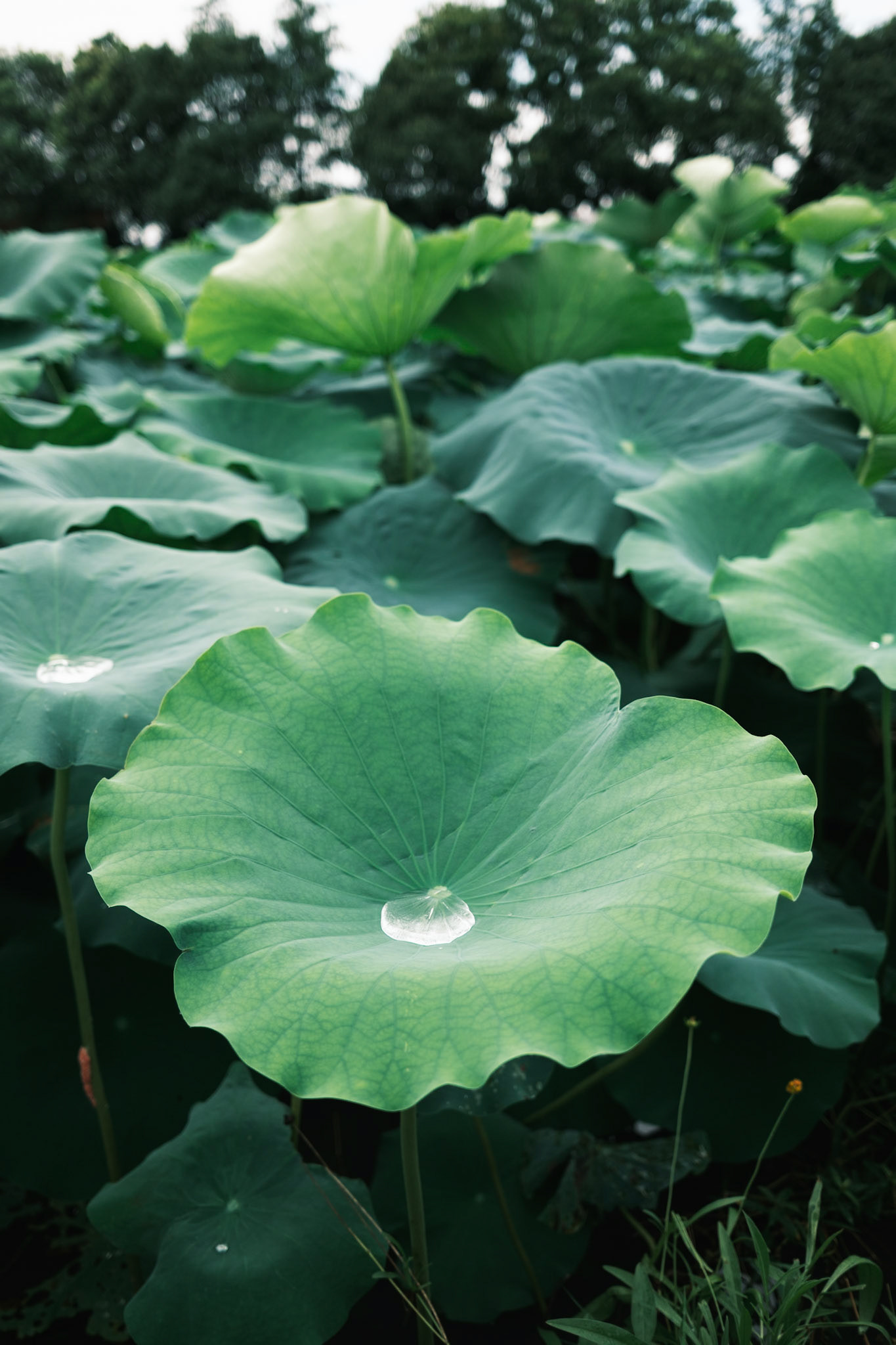 Leaf, Shanghai, China - Fujifilm X100VI