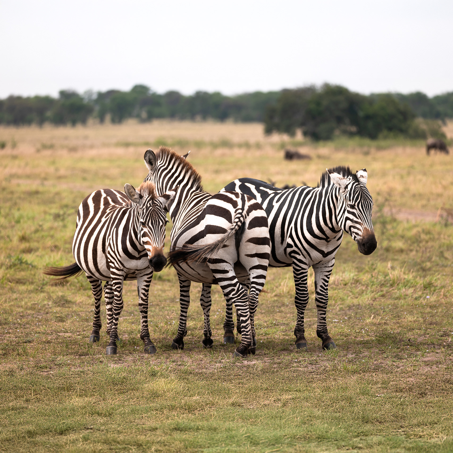 Zebra, Serengeti National Park - Leica SL2-S + Vario-Elmar 100-400mm