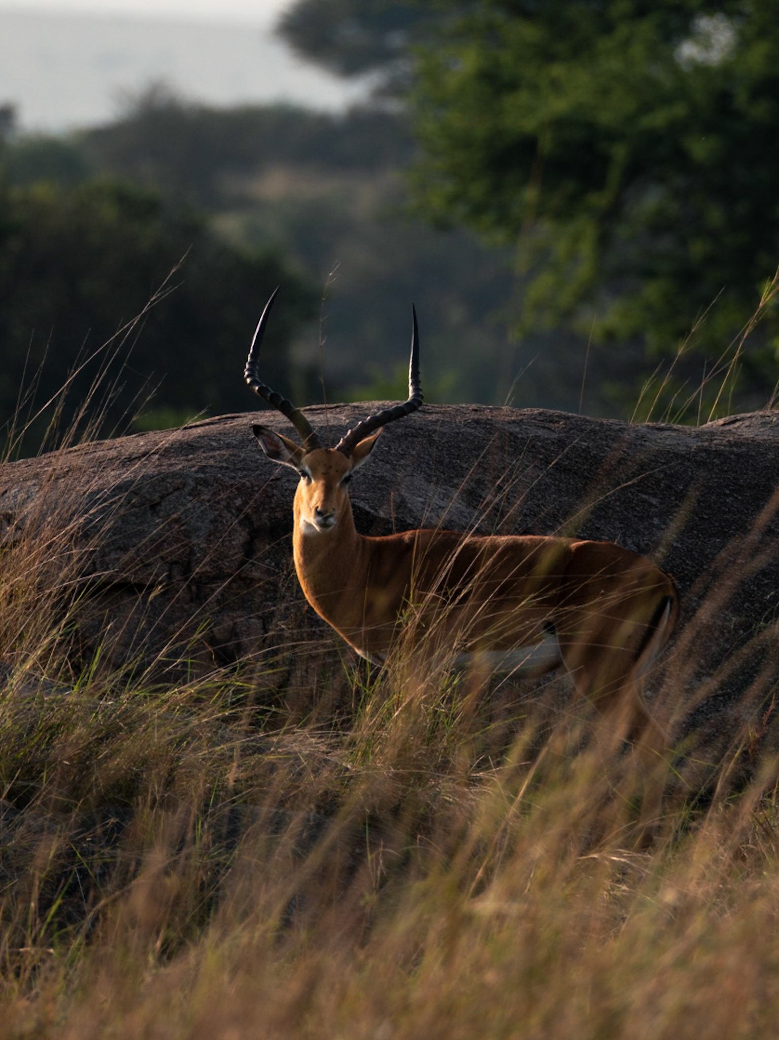 Male Impala, Serengeti National Park - Leica SL2-S