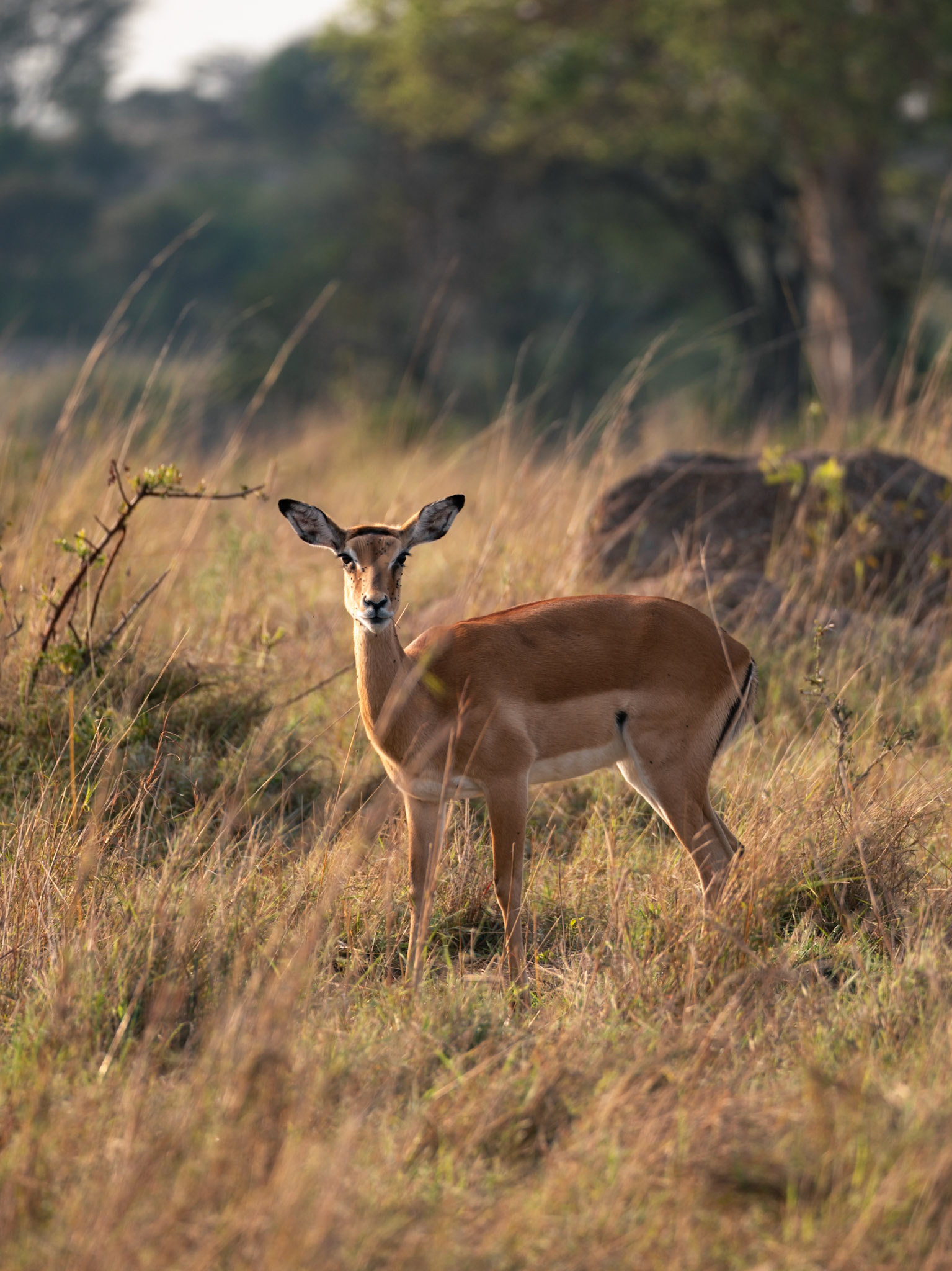 Female Impala, Serengeti National Park - Leica SL2-S