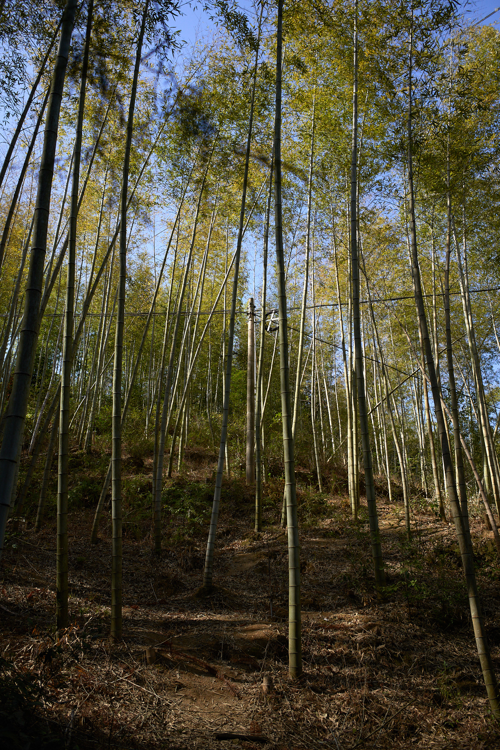 Hangzhou - Leica M10-P Reporter