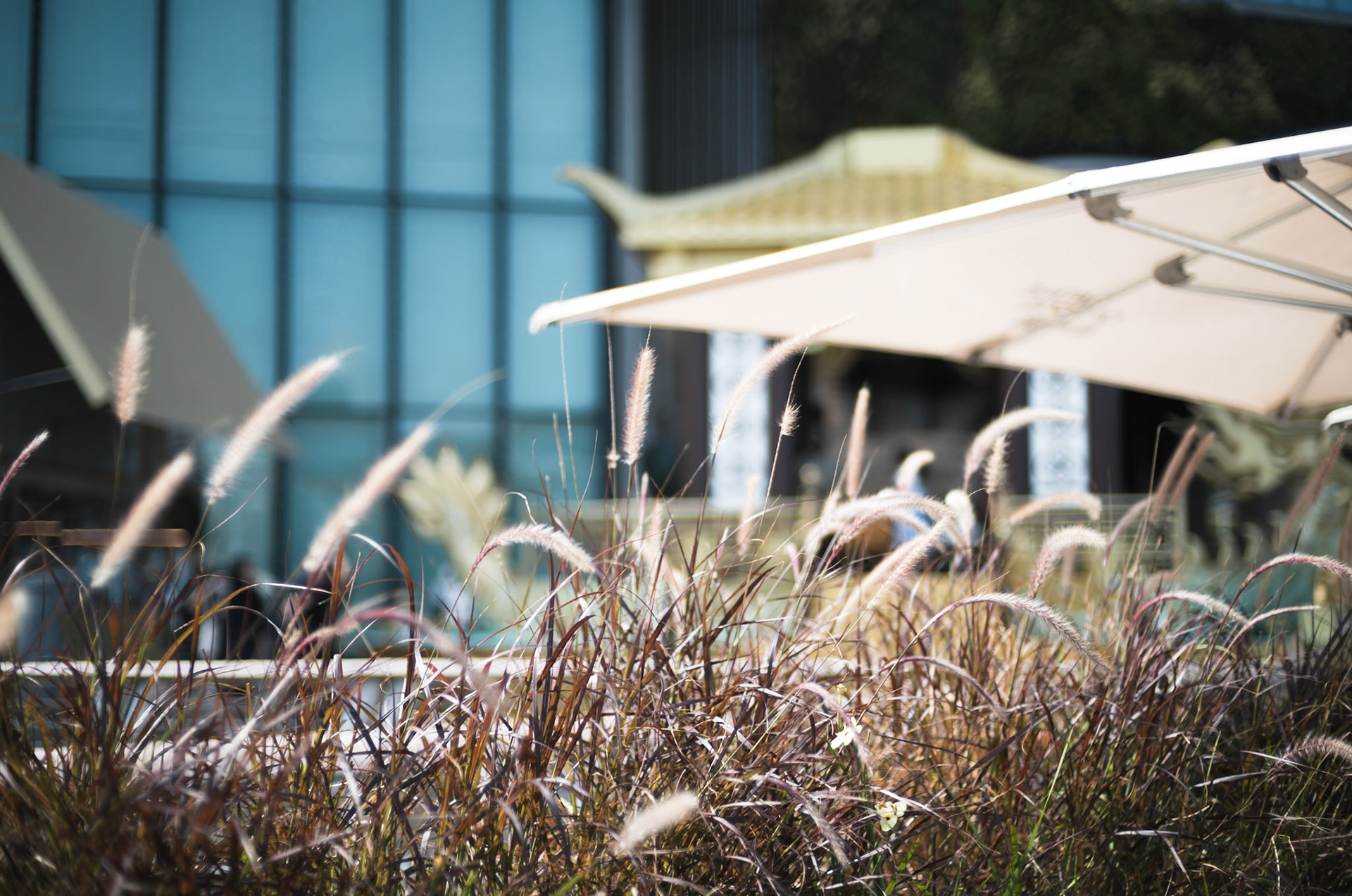 Plants, Hong Kong - Leica M11-P