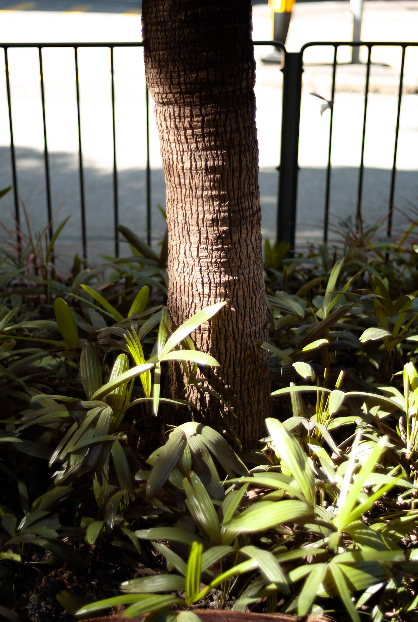 Hong Kong - Leica M8