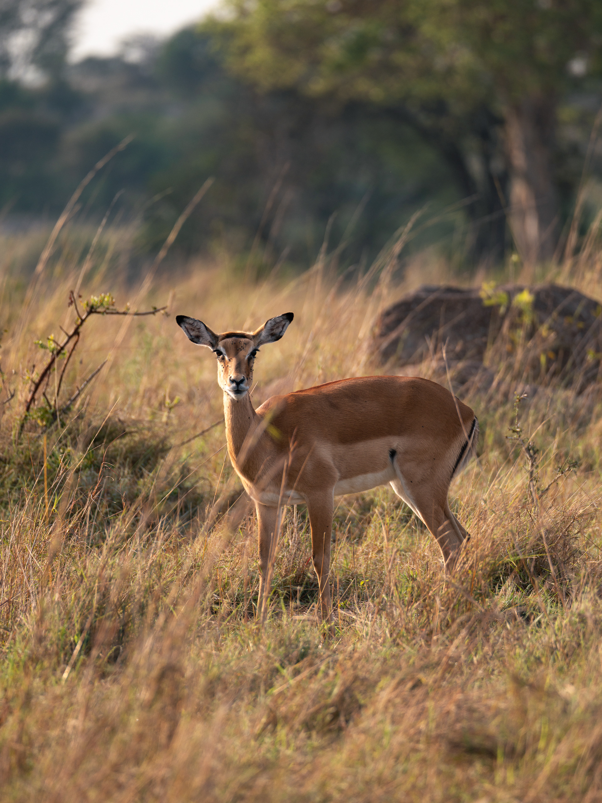 Impala, Serengeti National Park, Tanzania - Leica SL2-S + Vario-Elmar 100-400mm
