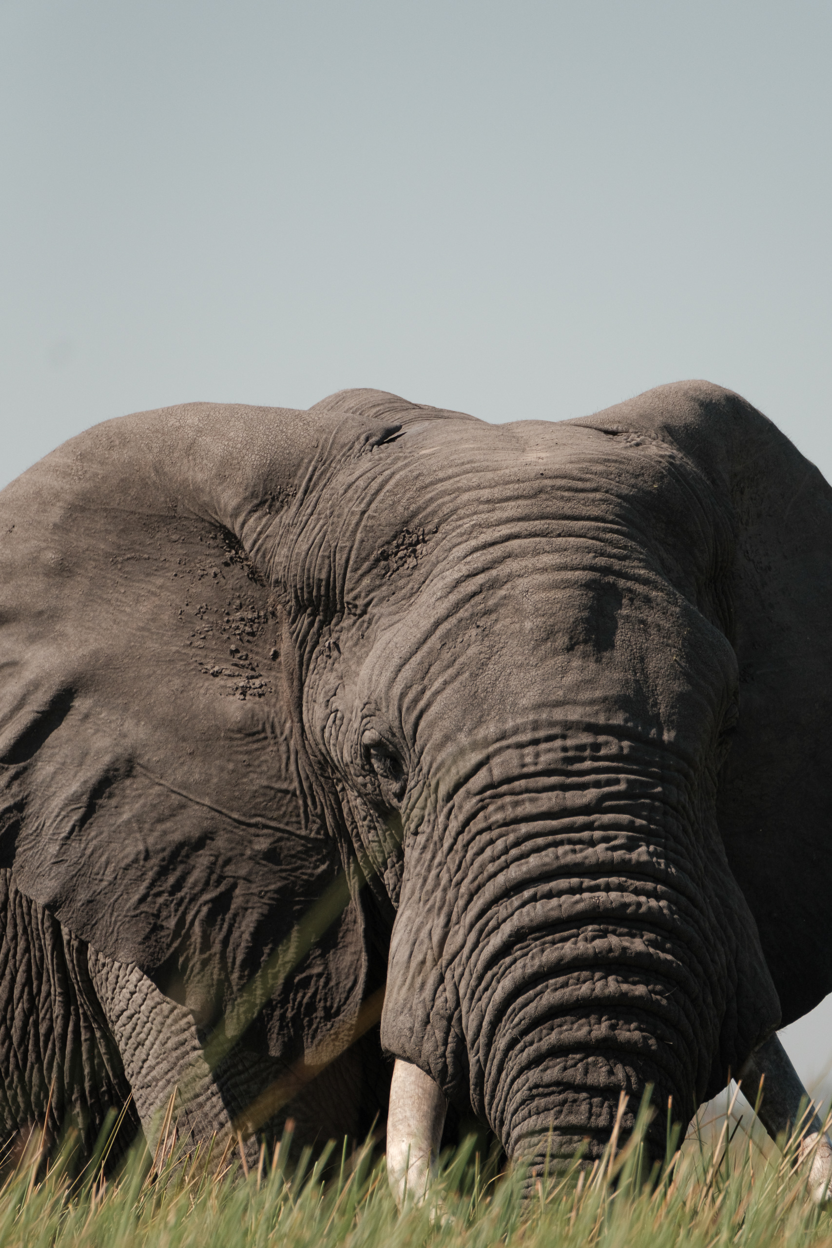 Elephant, Odavango Delta, Botswana - Fujifilm X-E4 + XF100-400mm