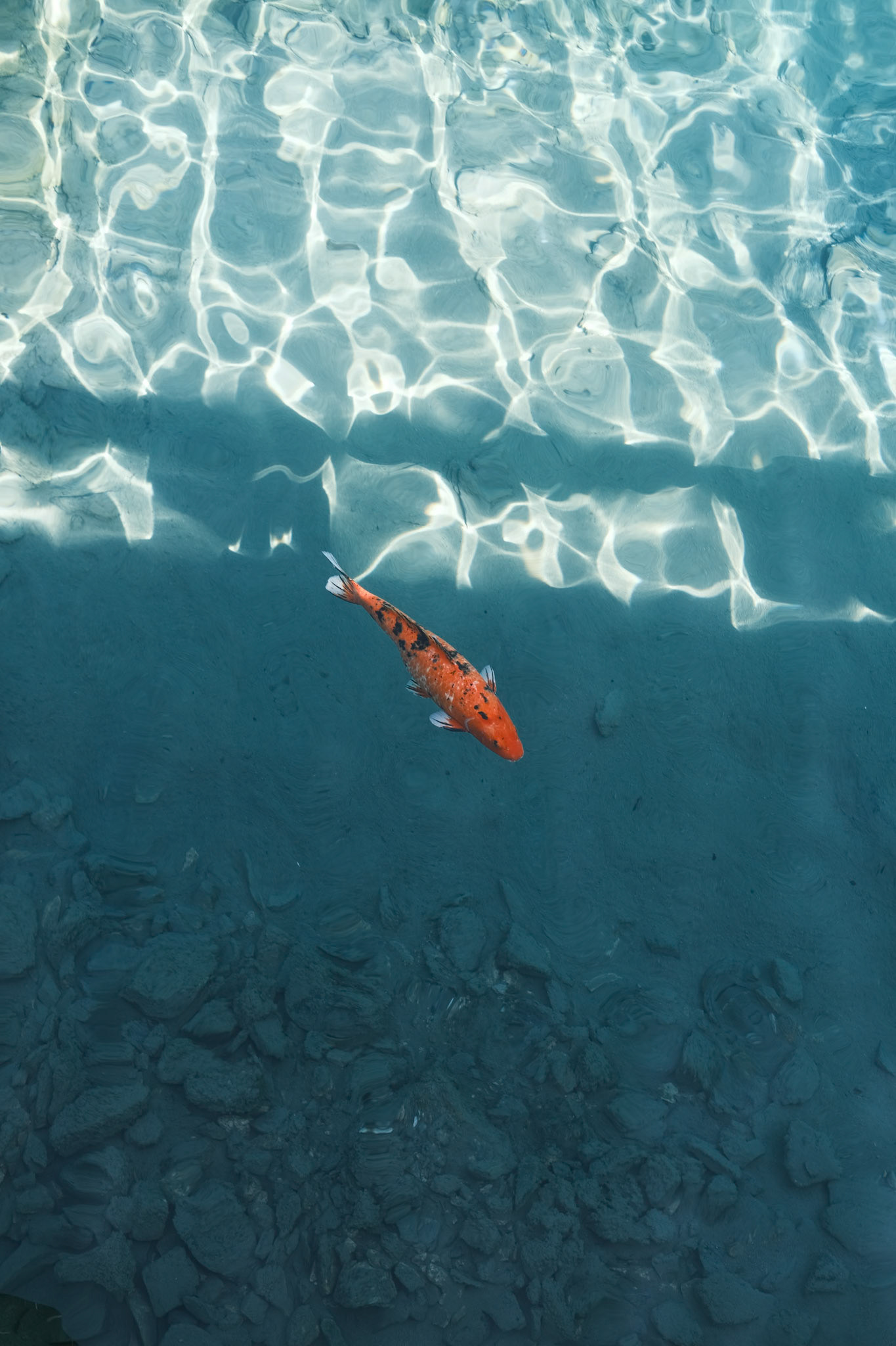 Koi, Hong Kong - Fujifilm X-E4
