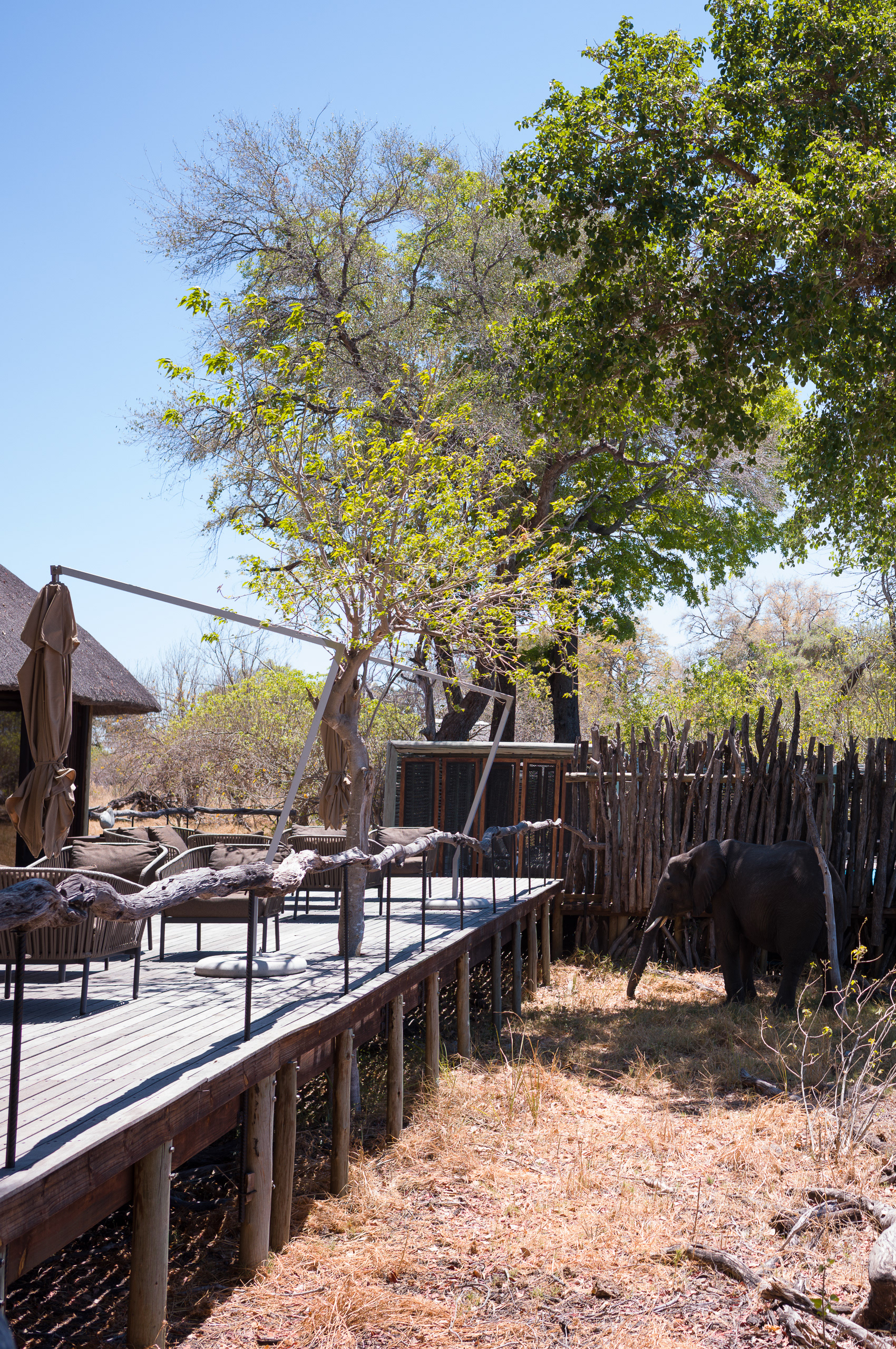 Camp 2, &Beyond Nxabega Tented Camp, Okavango Delta, Botswana - Leica M11-P + Zeiss C Biogon 2.8/35