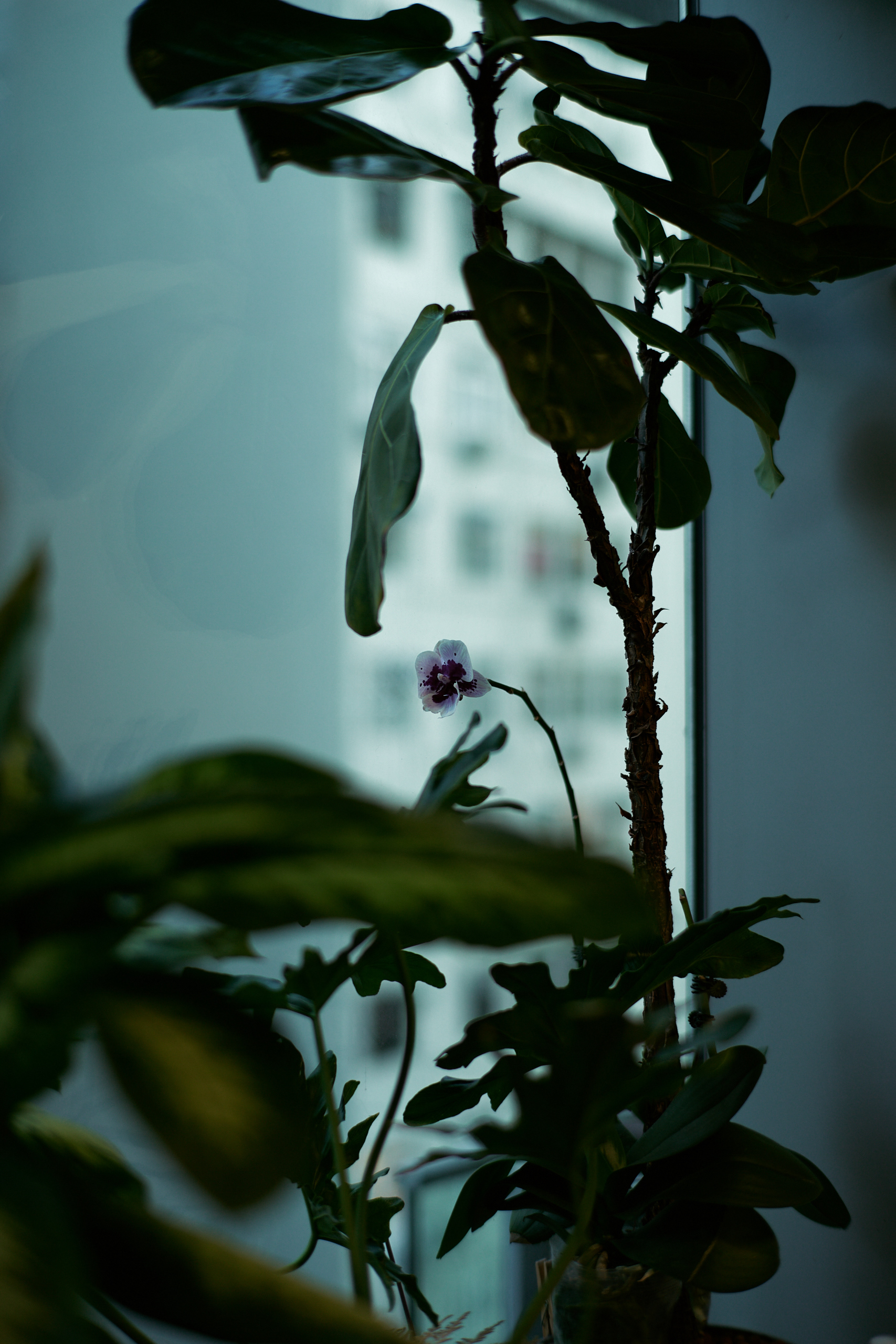 Leica Summilux 1.4/50 'Reissue'