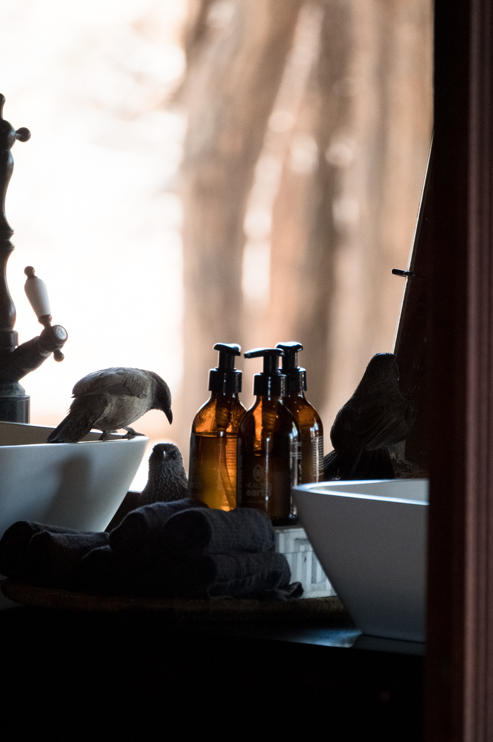 Camp 2, &Beyond Nxabega Tented Camp, Okavango Delta, Botswana - Fujifilm X-E5 + XF100-400mm