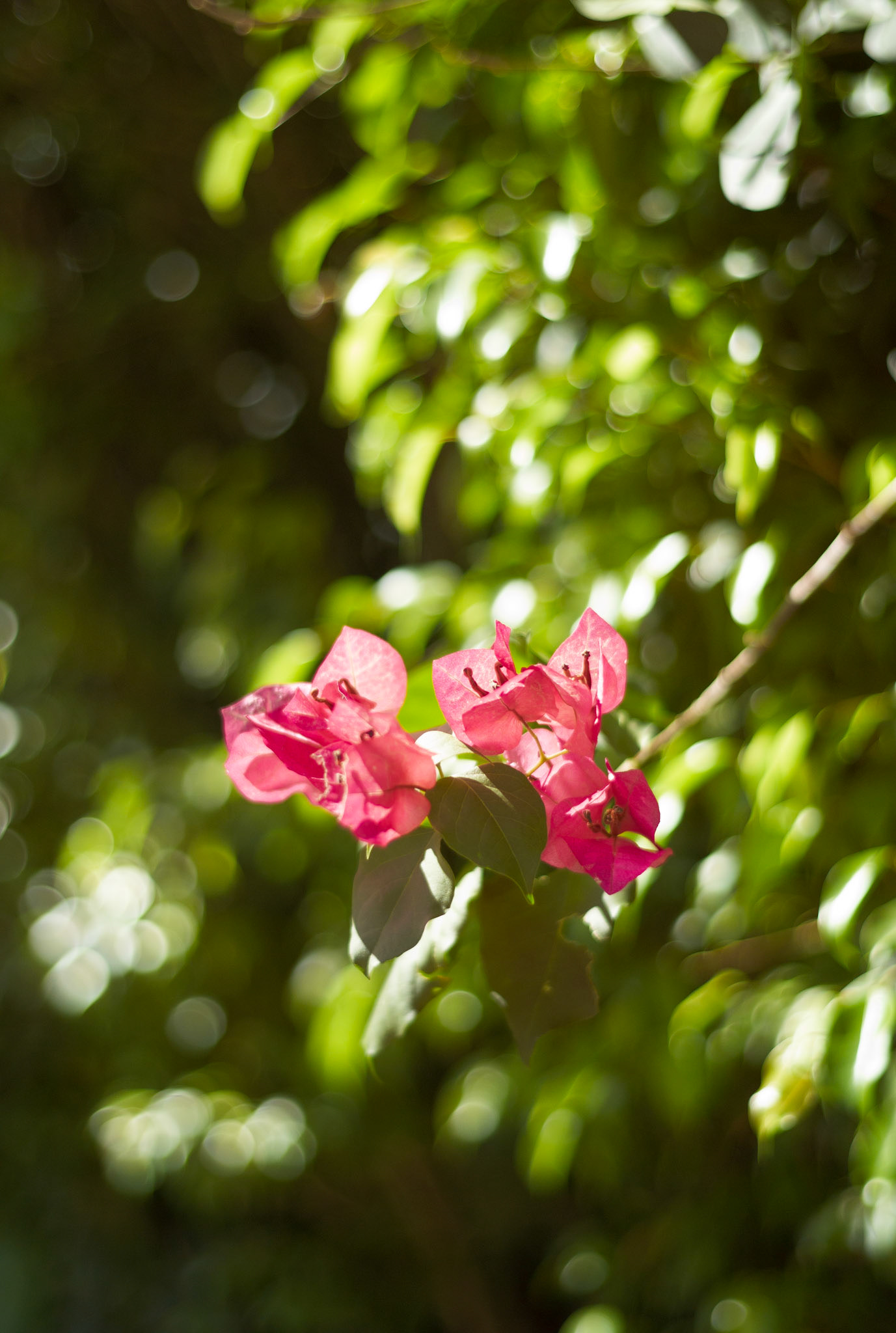 Hong Kong - Leica M8