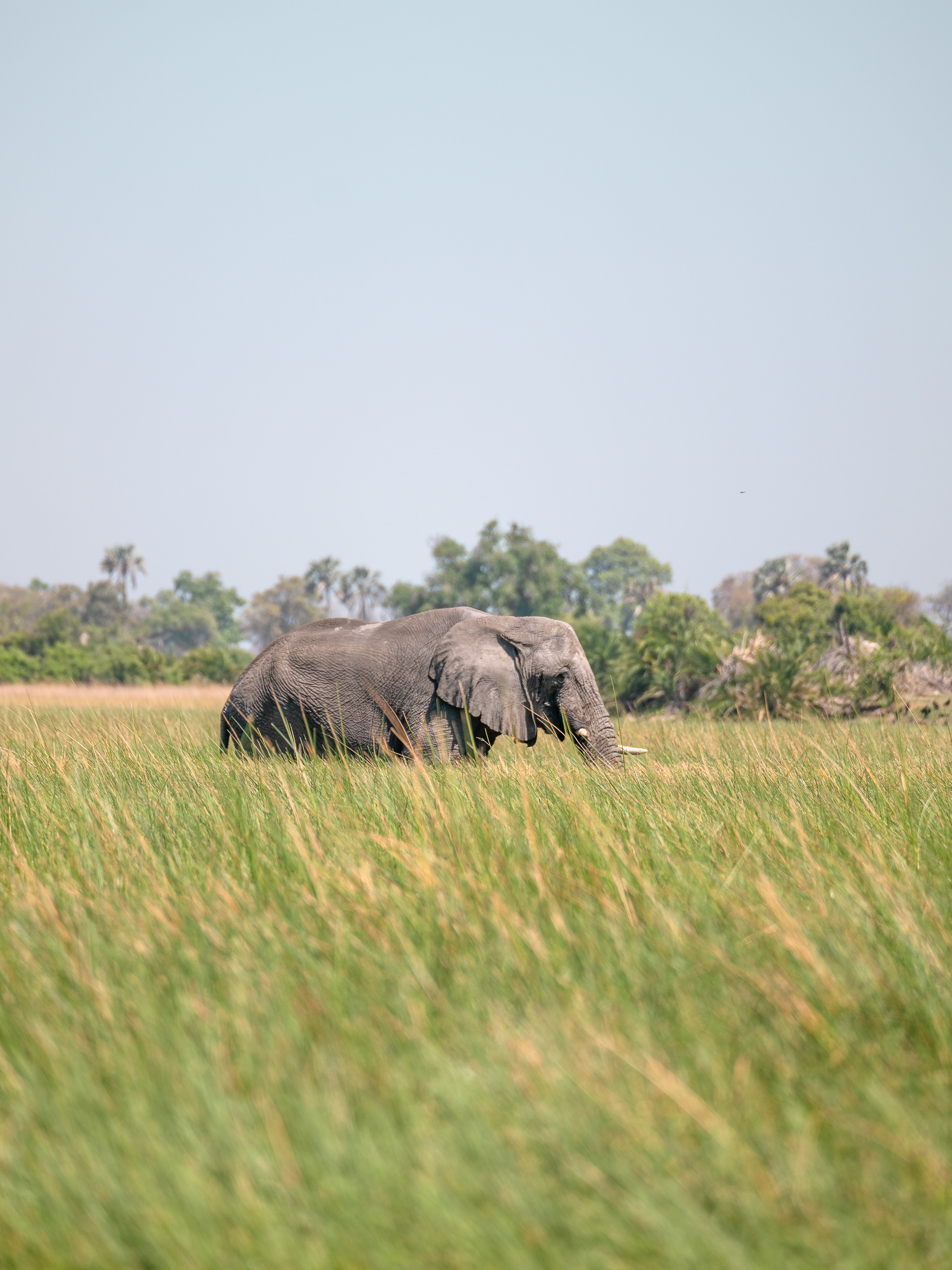 Elephant, Odavango Delta, Botswana - Hasselblad X2Dii + XCD 55v