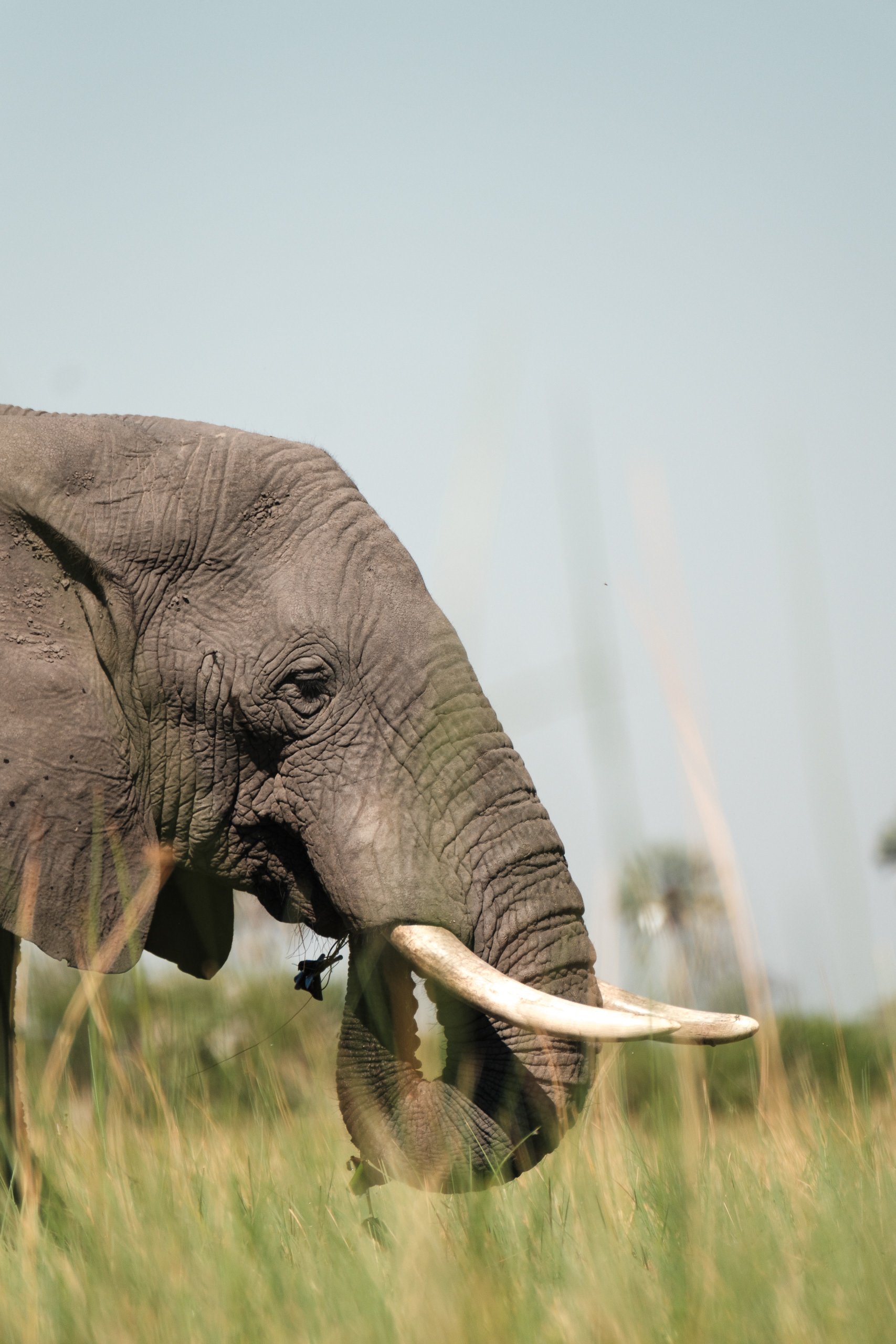 Elephant, Odavango Delta, Botswana - Fujifilm X-E4 + XF100-400mm