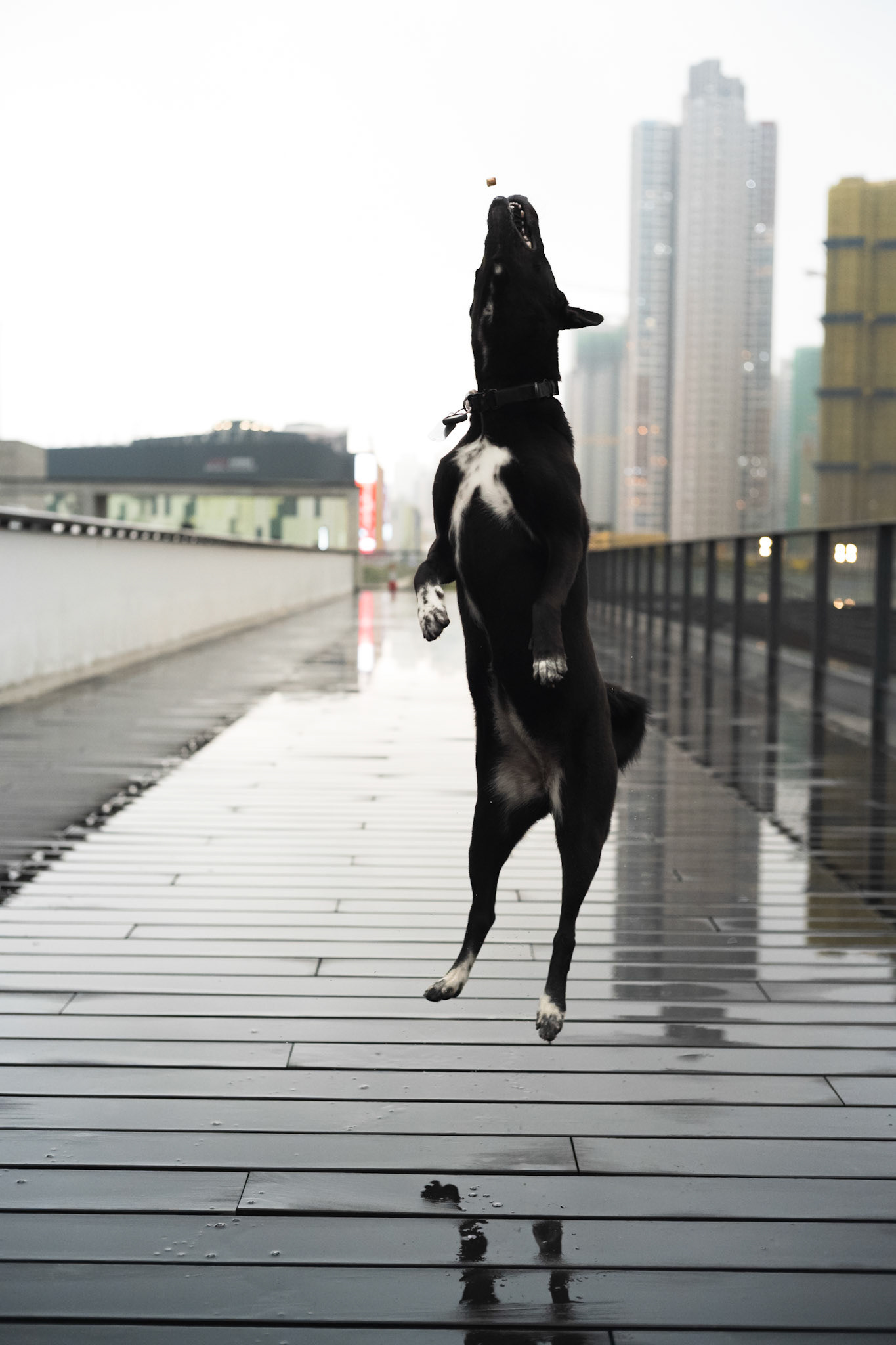 Friend, Hong Kong - Leica SL2-S