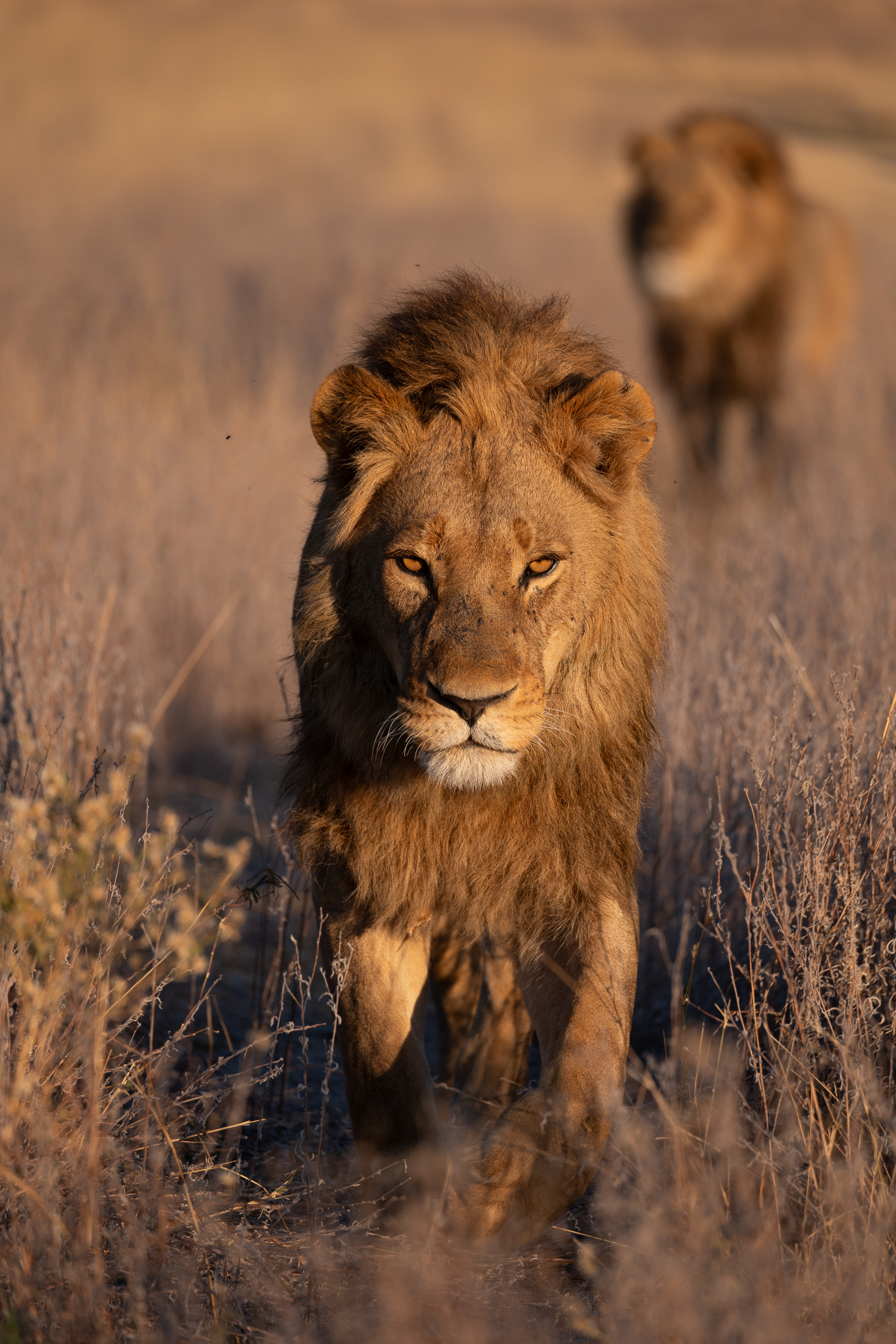 Botswana - Leica SL2-S