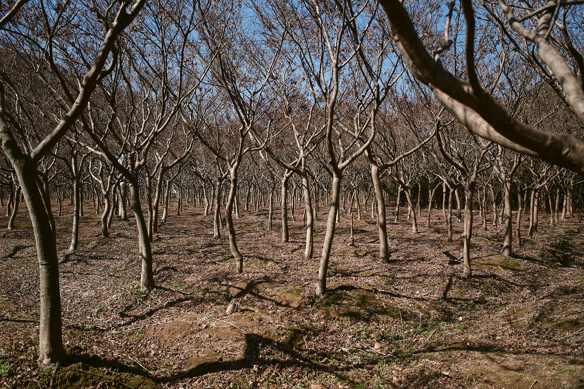Hangzhou - Leica M10-P Reporter