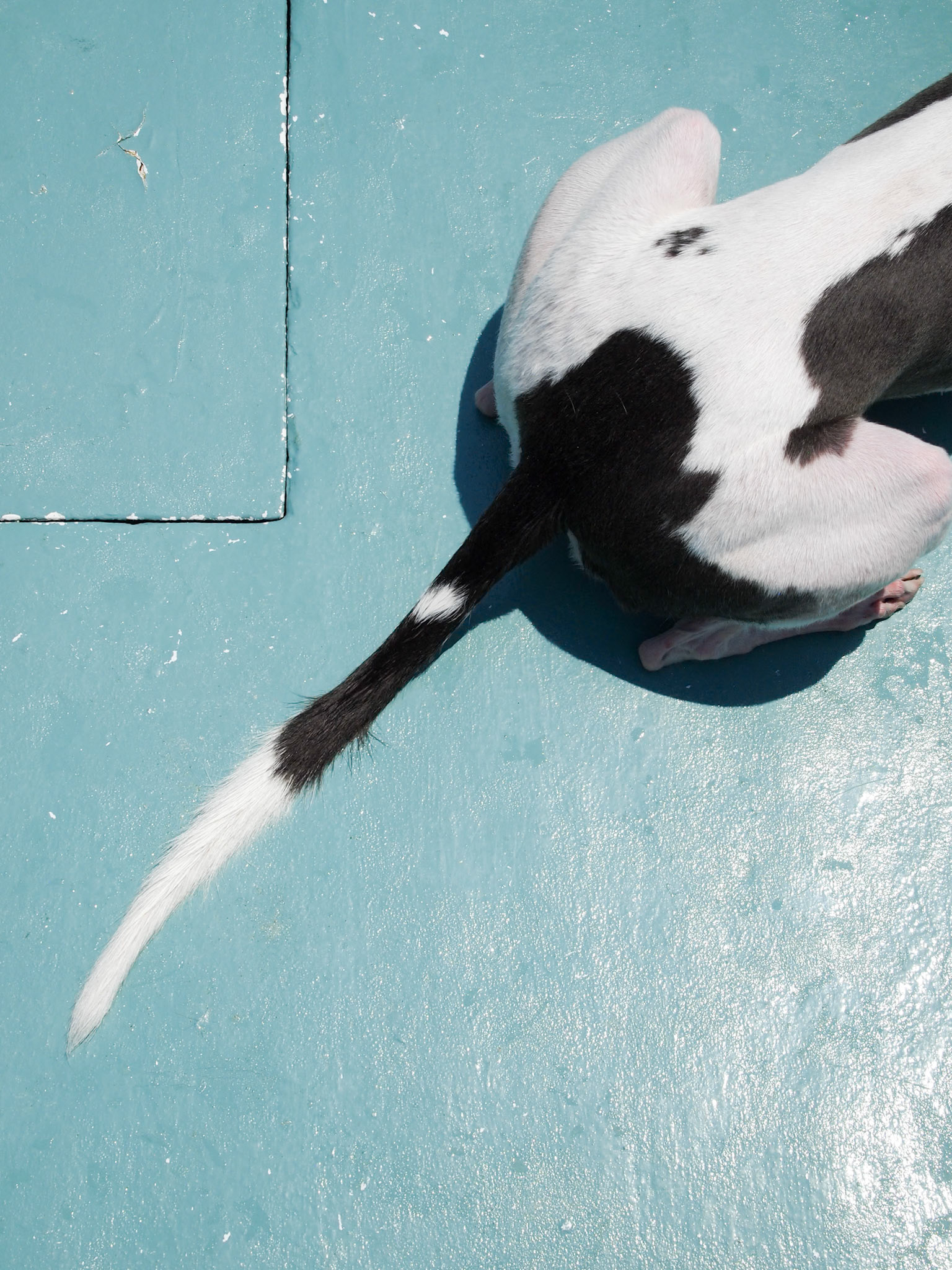 Tail,, Hong Kong - Olympus E-PL1