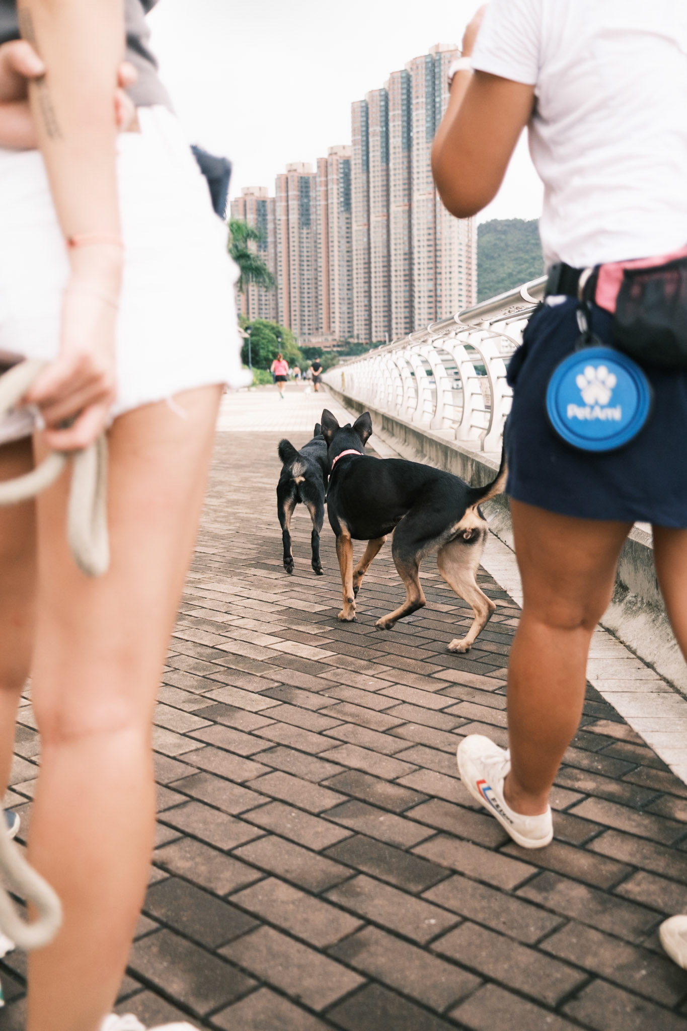 Dog fight, Hong Kong - Fujifilm X100VI