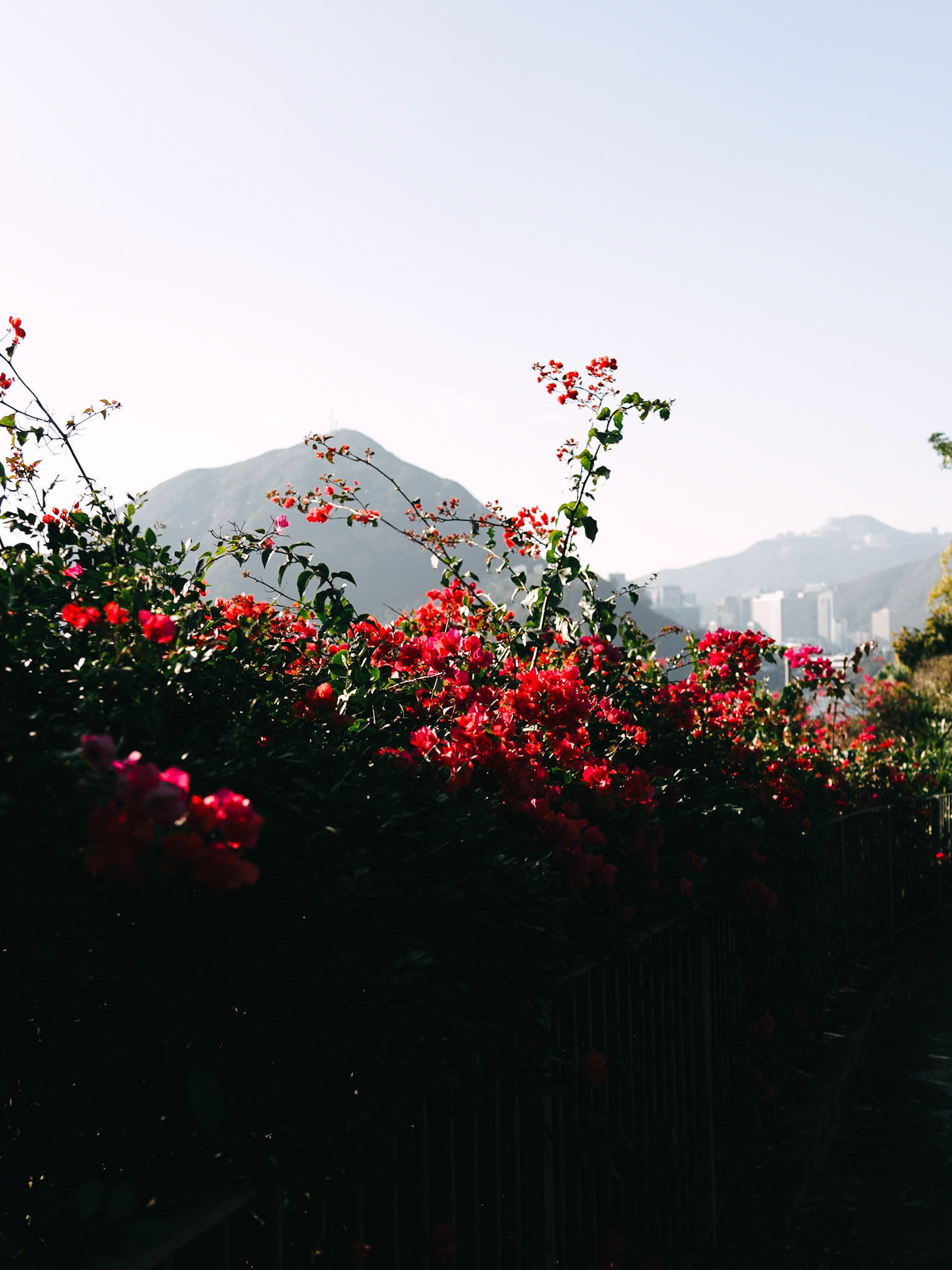 Red flower, Hong Kong - Sony RX1