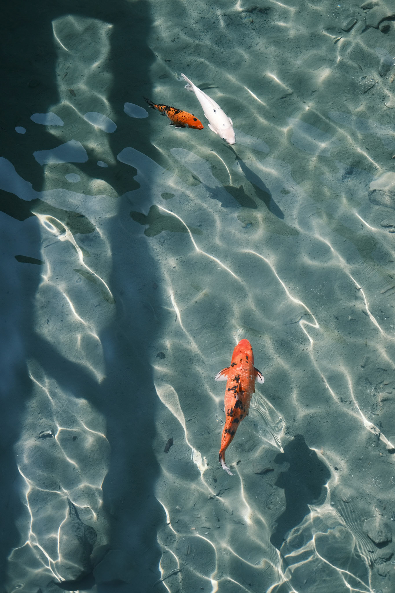 Koi, Hong Kong - Fujifilm X-E4