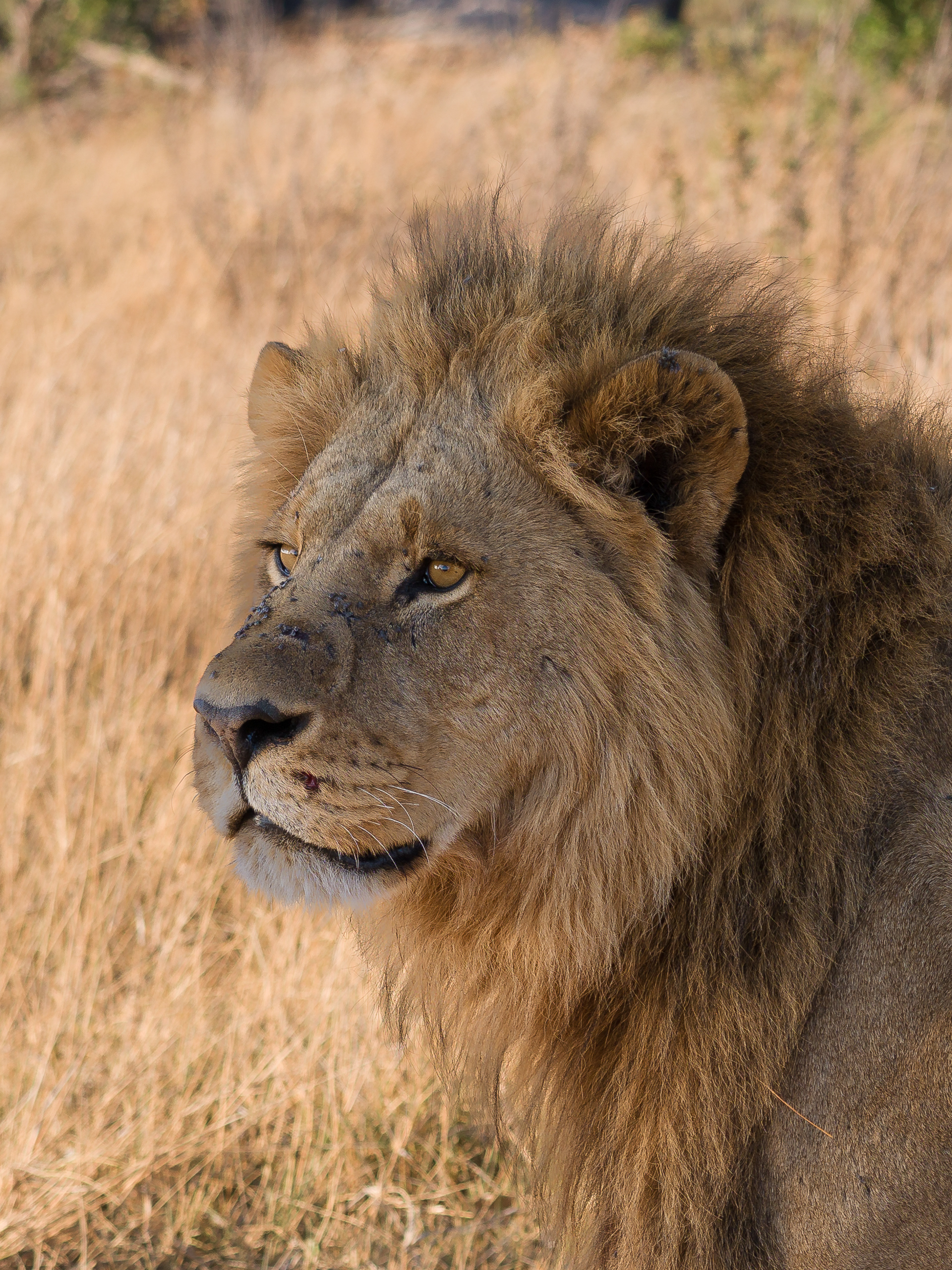 Lion, Okavango Delta, Botswana - Hasselblad X2Dii + XCD 55v