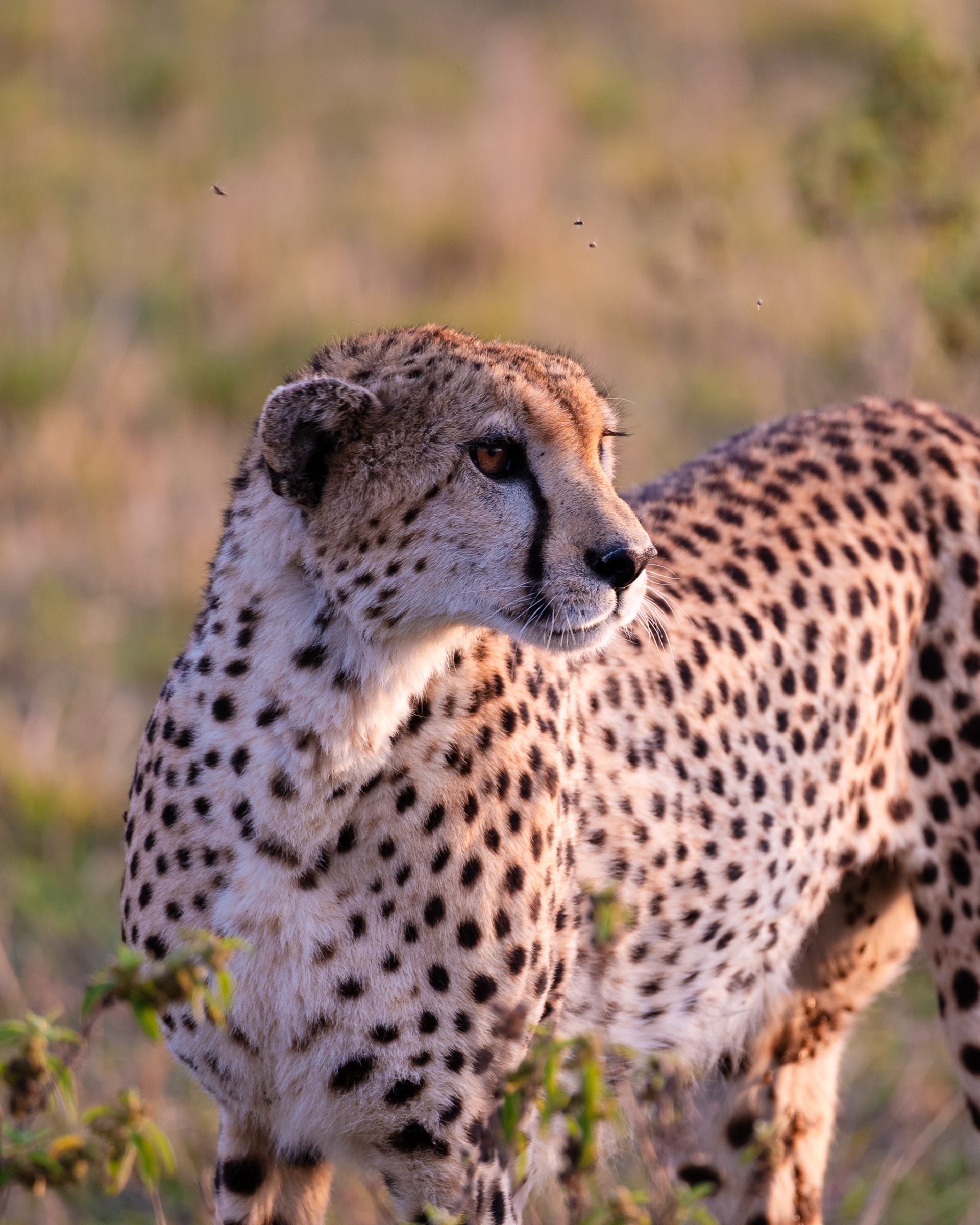 Cheetah, Serengeti National Park, Tanzania - Leica SL2-S + Vario-Elmar 100-400mm
