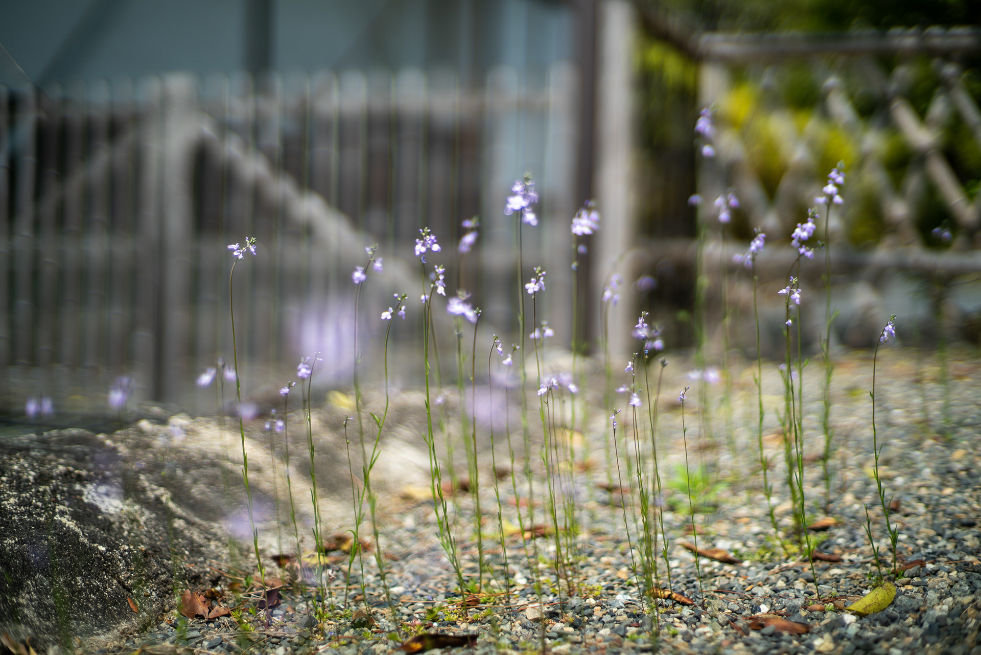 Japan - Sony A7R + Zeiss C Sonnar 50mm f/1.5 ZM