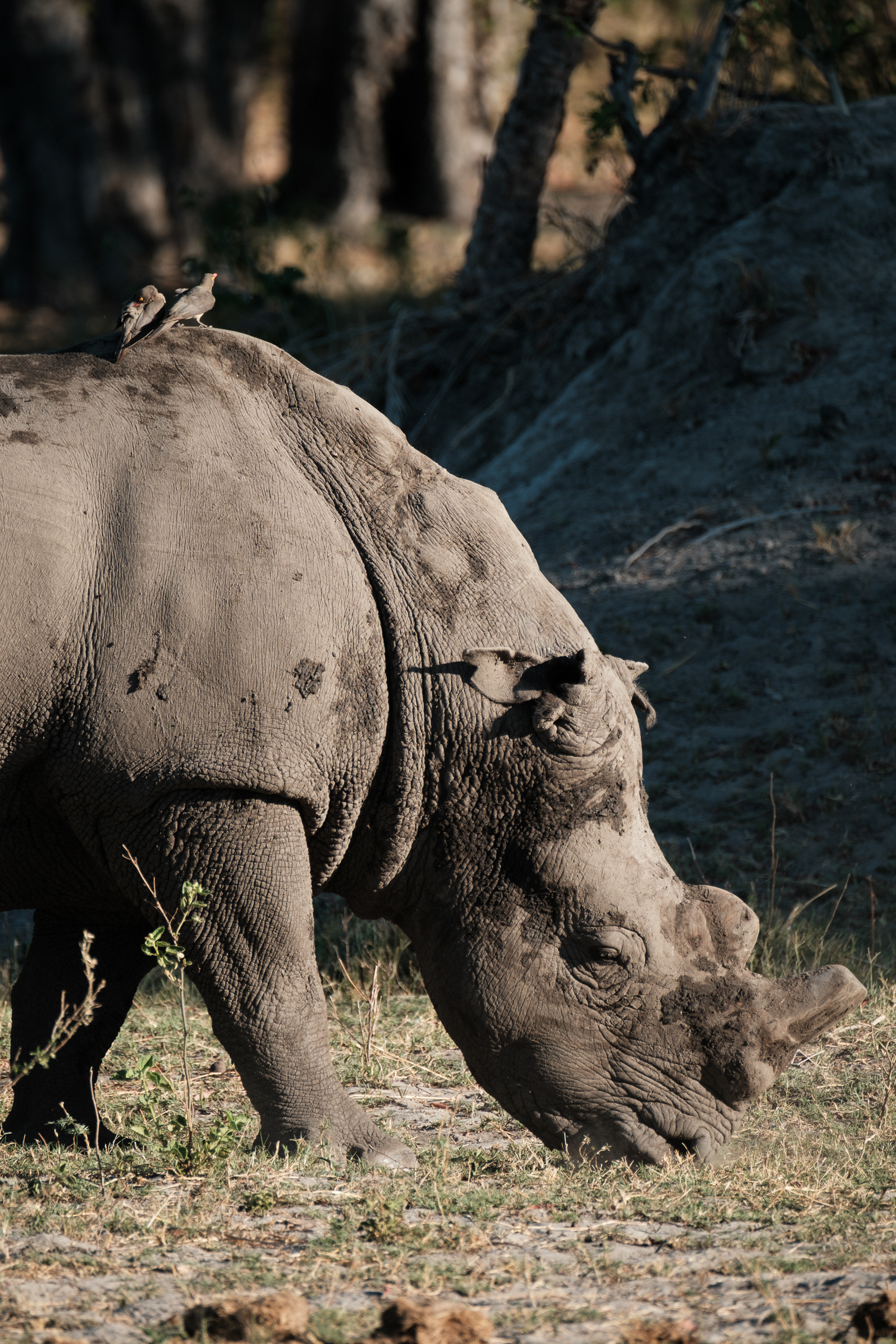 White Rhino (~320 in Botswana), Okavango Delta - Fujifilm X-E5 + XF100-400mm