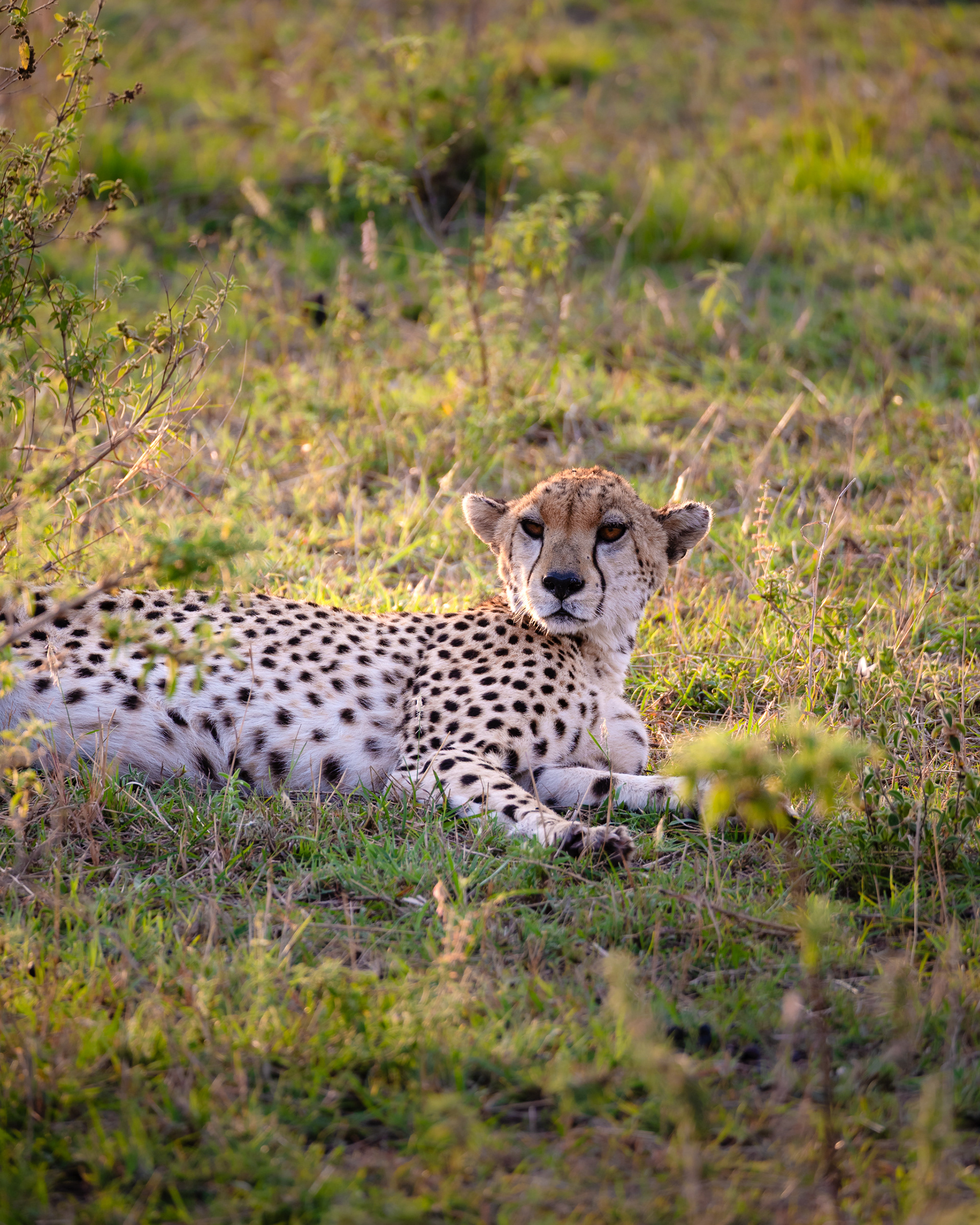 Cheetah, Serengeti National Park, Tanzania - Leica SL2-S + Vario-Elmar 100-400mm