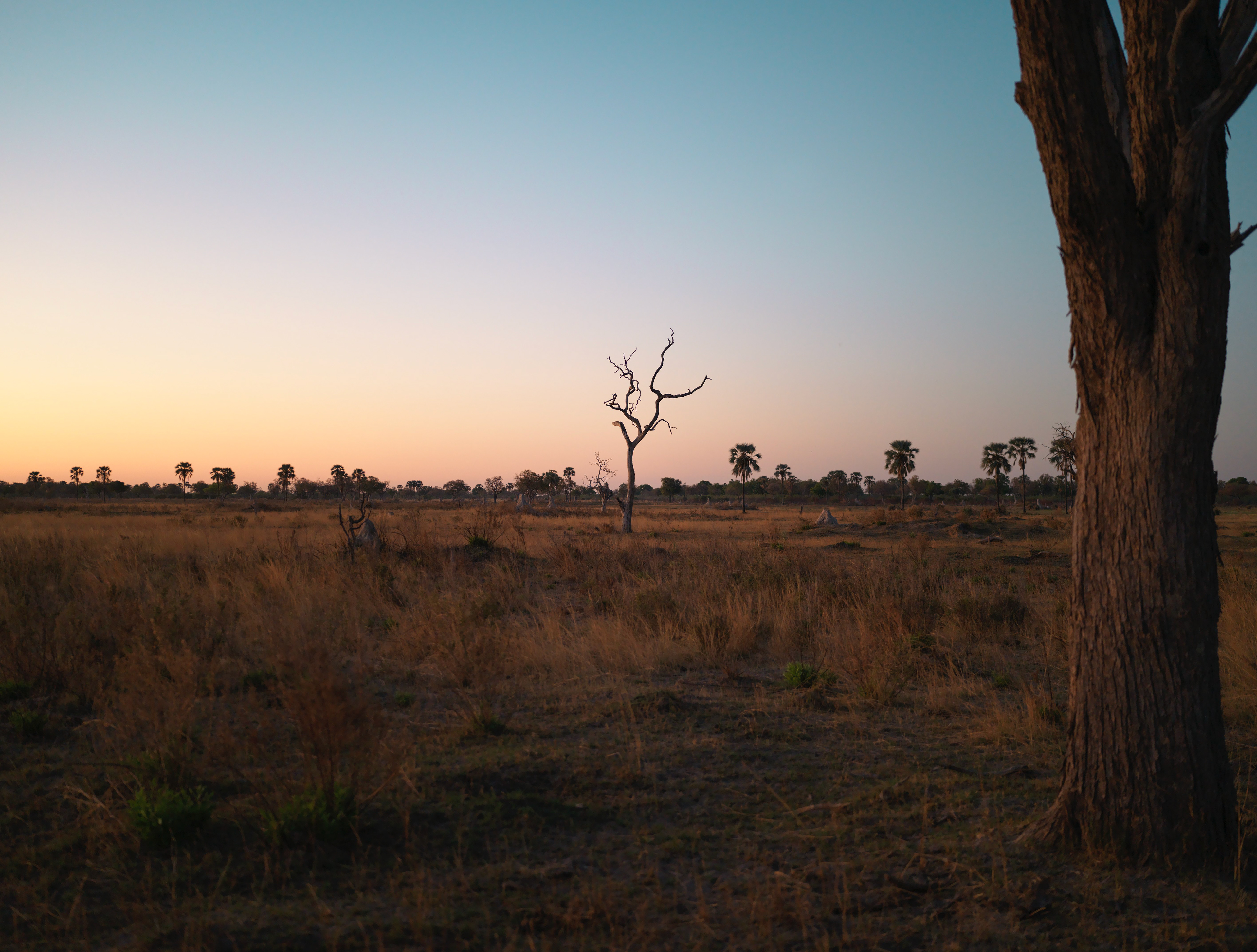 Sunset over Okavango Delta, Botswana - Hasselblad X2Dii + XCD 55v