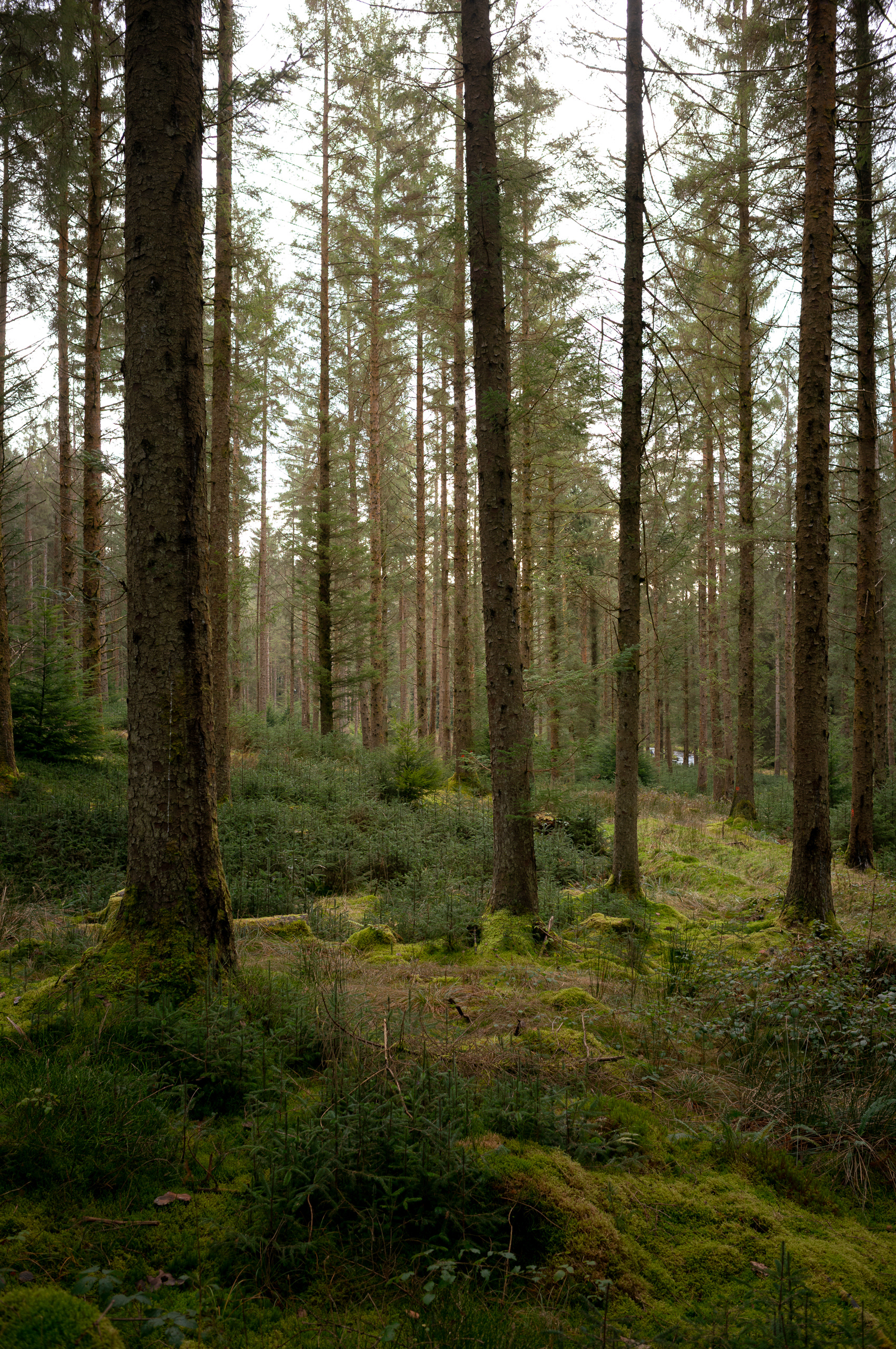 Hafren Forest, Wales - Leica M11-P
