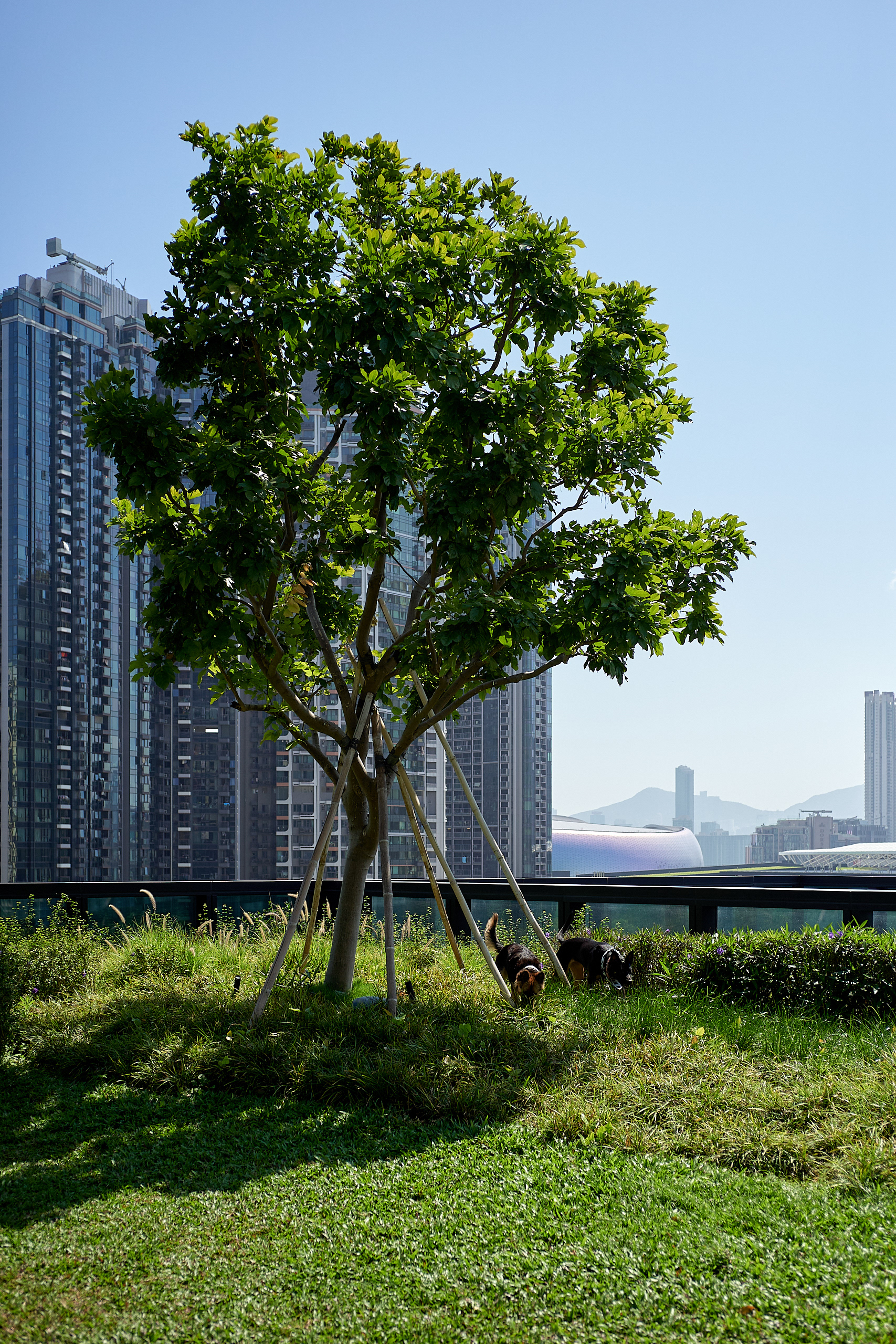 Hong Kong - Leica M10-P Reporter + Zeiss C Biogon 35mm F/2.8