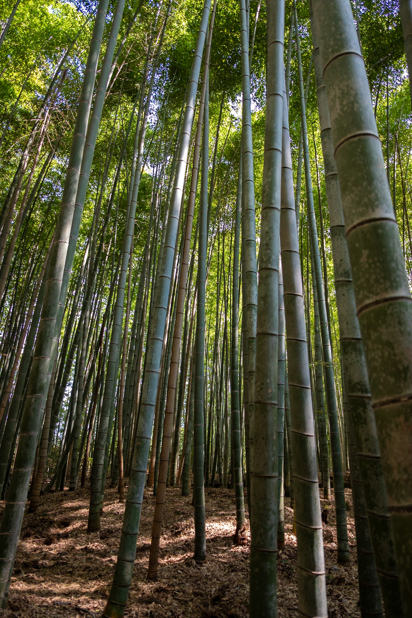 Fujifilm X-Pro2 + XF16mm F2.8