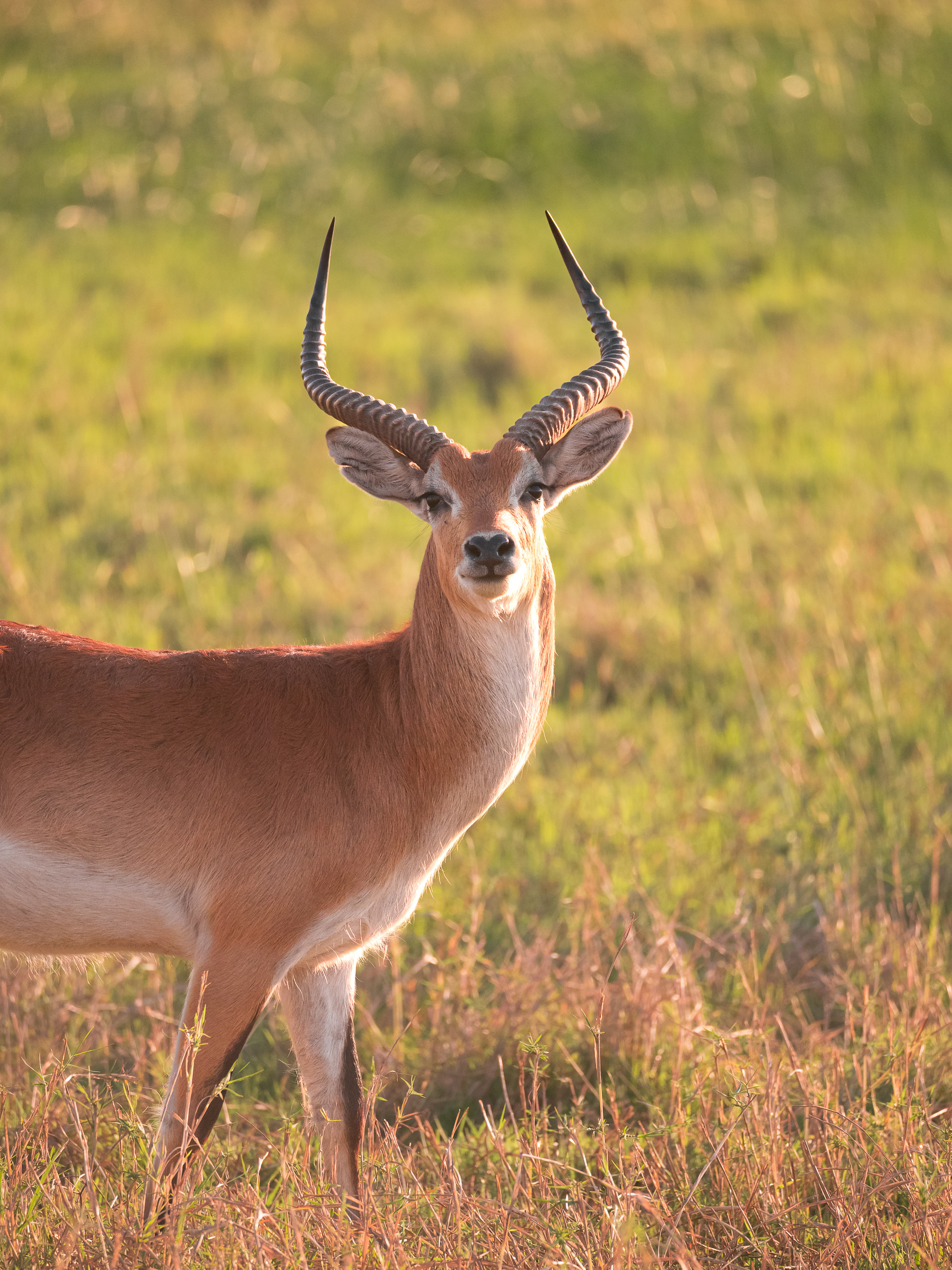 Impala, Serengeti National Park, Tanzania - Leica SL2-S + Vario-Elmar 100-400mm
