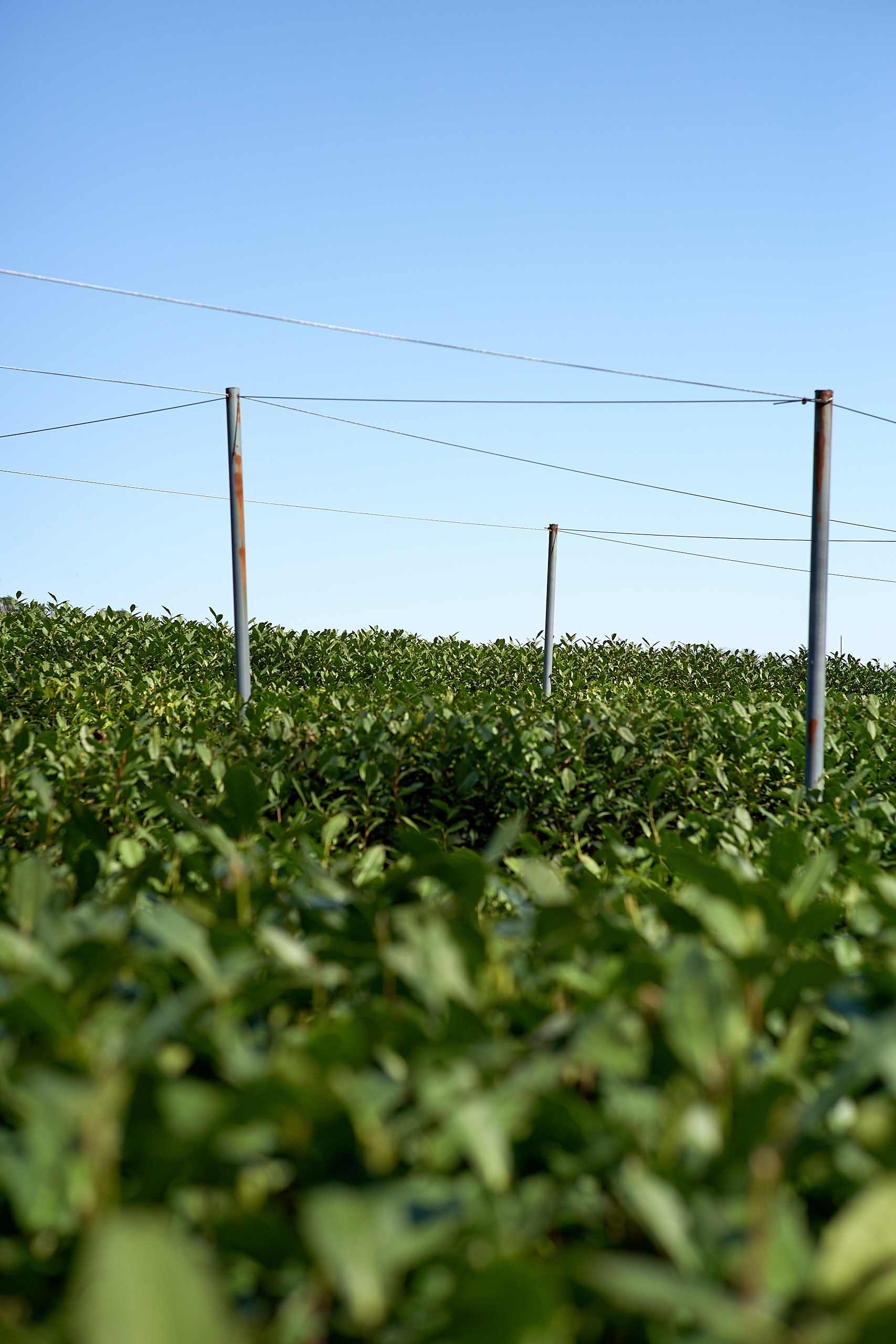 Leica M10-P Reporter - Hangzhou, China