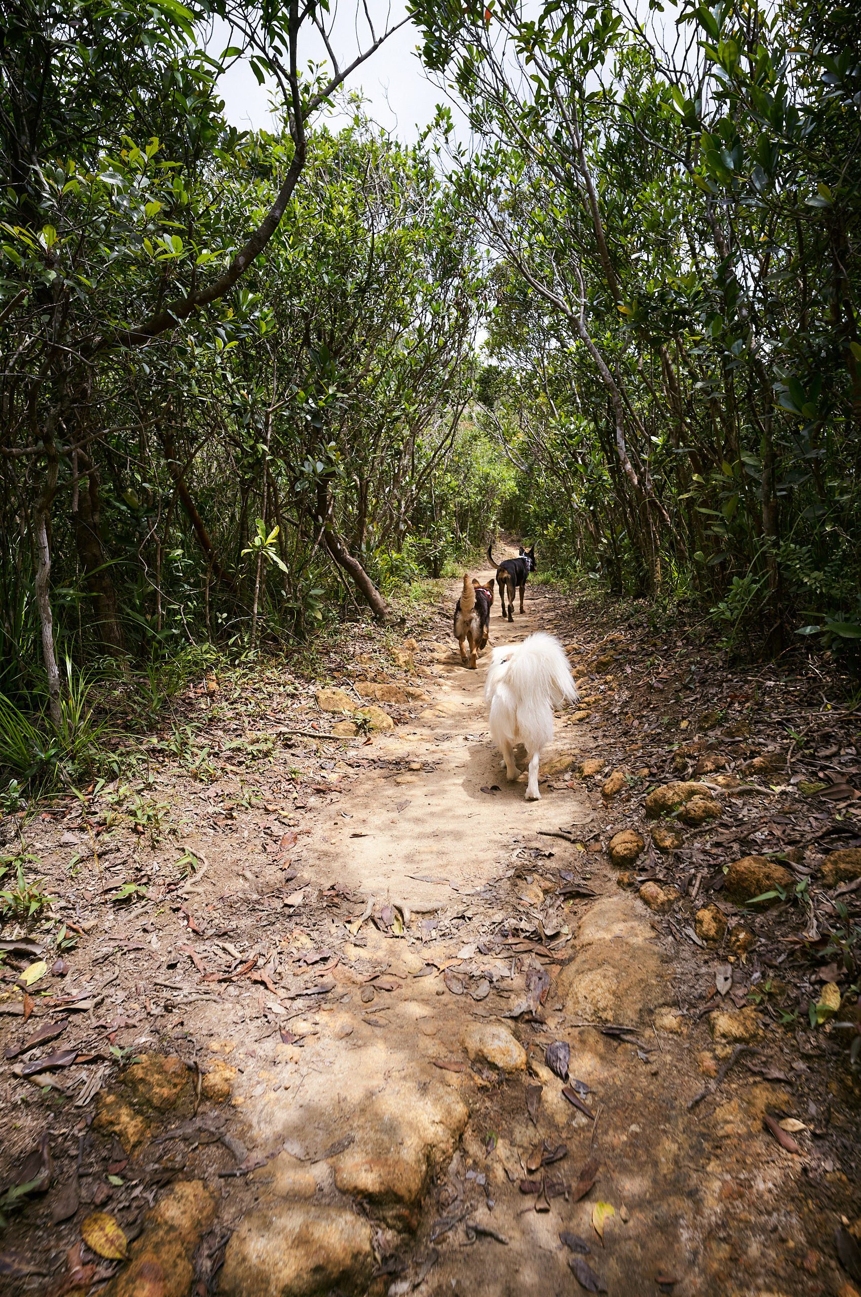 Hong Kong - Leica M11-P + Thypoch Ksana 21mm f/3.5