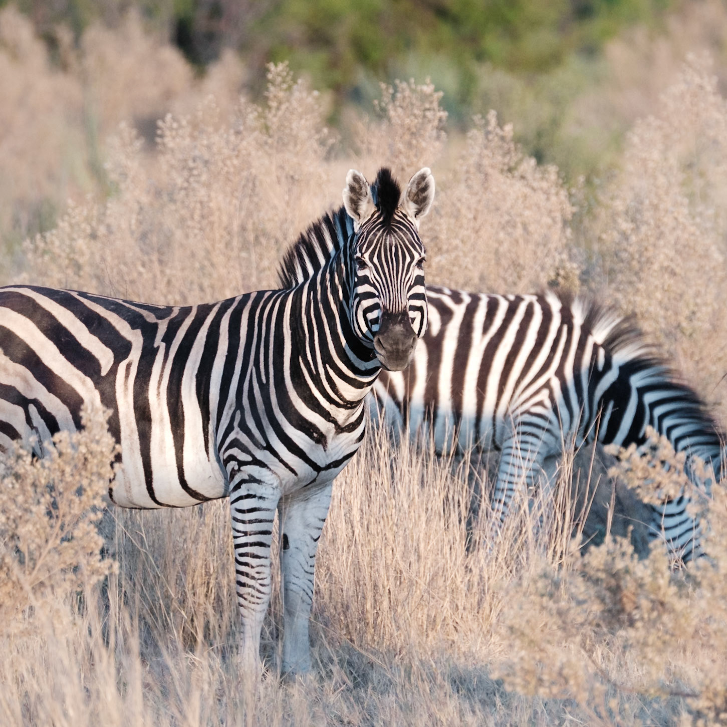 Zebra, Botswana - Fujifilm X-E5