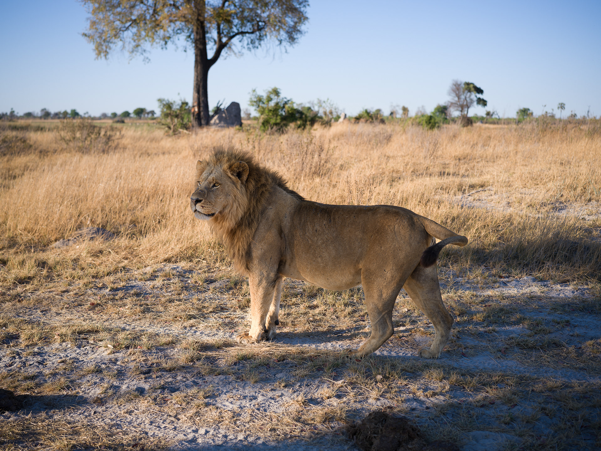 Lion, Okavango Delta, Botswana - Hasselblad X2Dii + XCD 55v