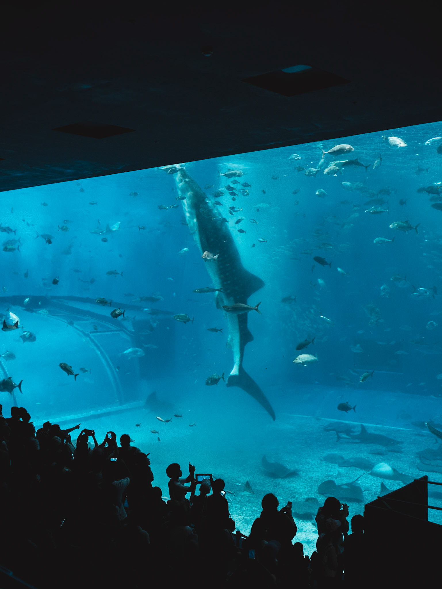 Aquarium, Okinawa - Leica SL2-S