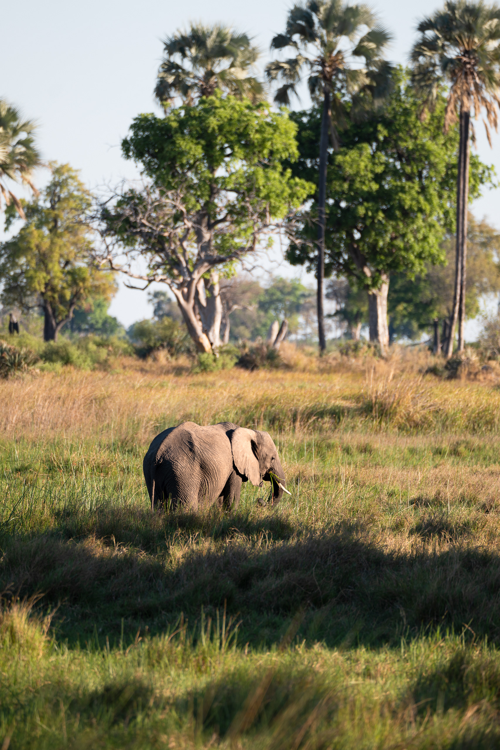 Elephant, Odavango Delta, Botswana - Leica SL2-S + Vario-Elmar 100-400mm